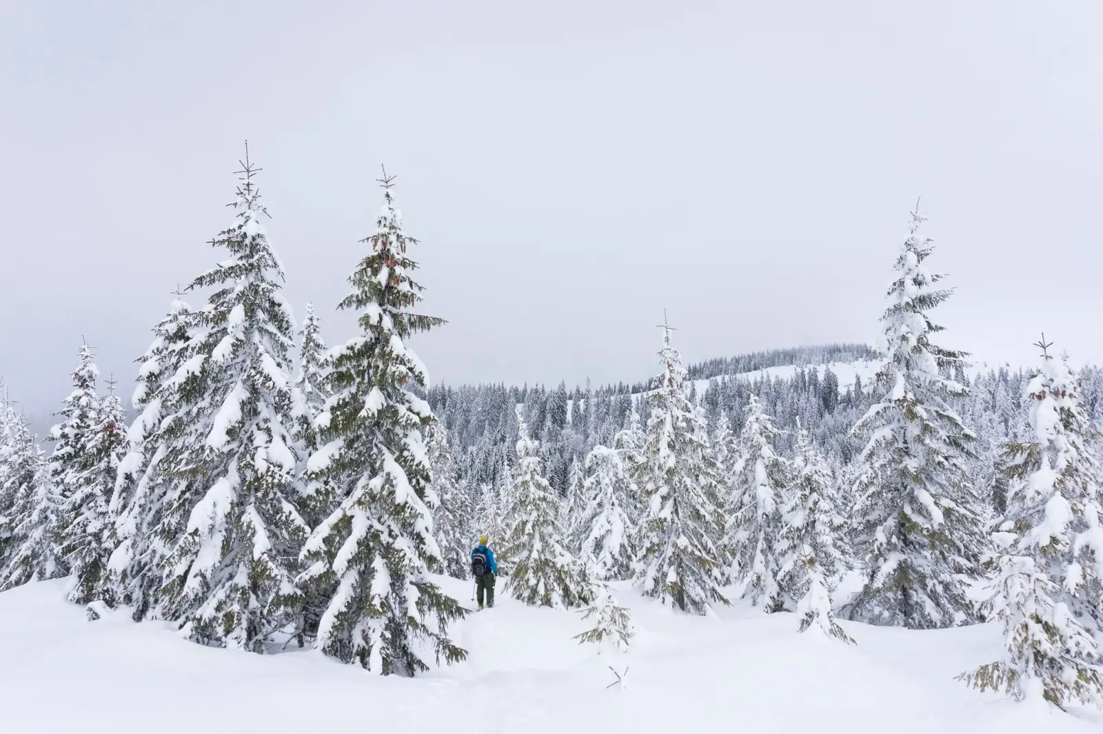  padis_spre_vladeasa_schi_de_tura