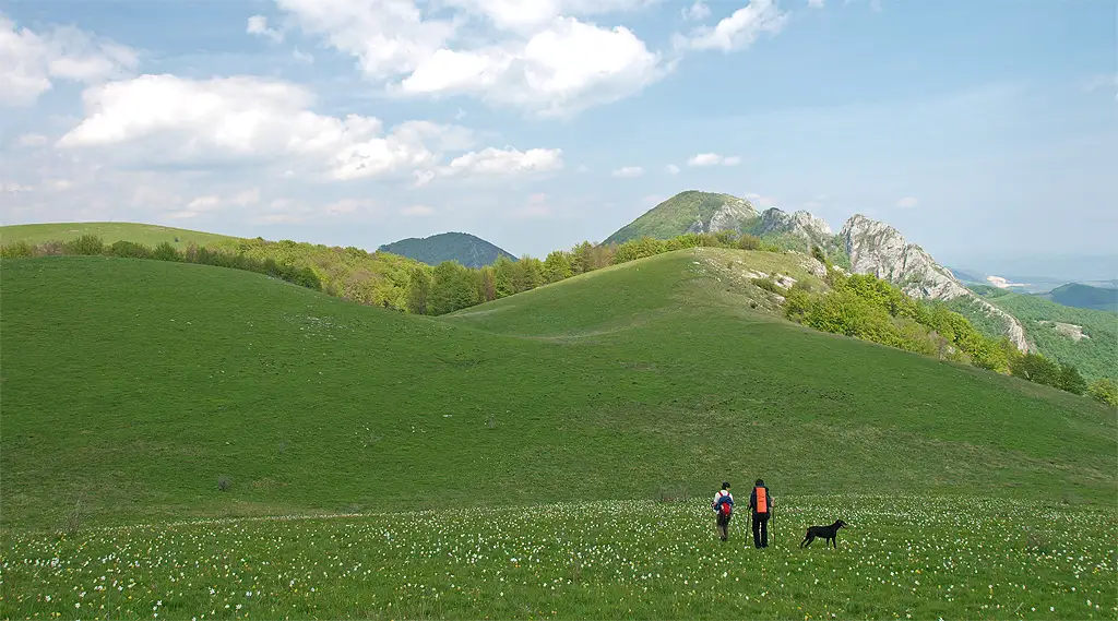  Poiana cu narcise Muntele Cetii (c) Mihai C - Cluj-Napoca