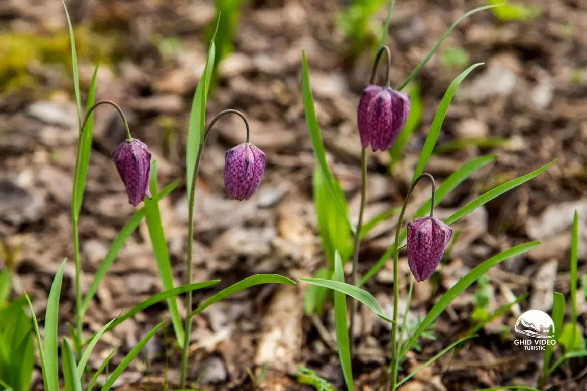  Rezervaţia naturală de la Şardu (c) TaraCalatei.ro