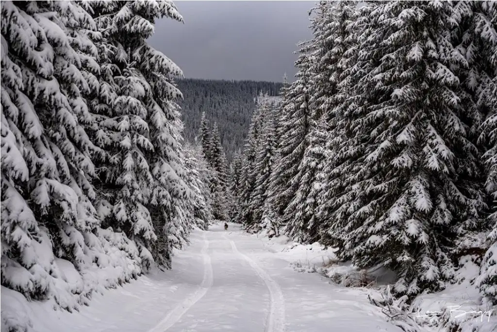  Plimbare Muntele Baisorii - Levi Bagy Photography