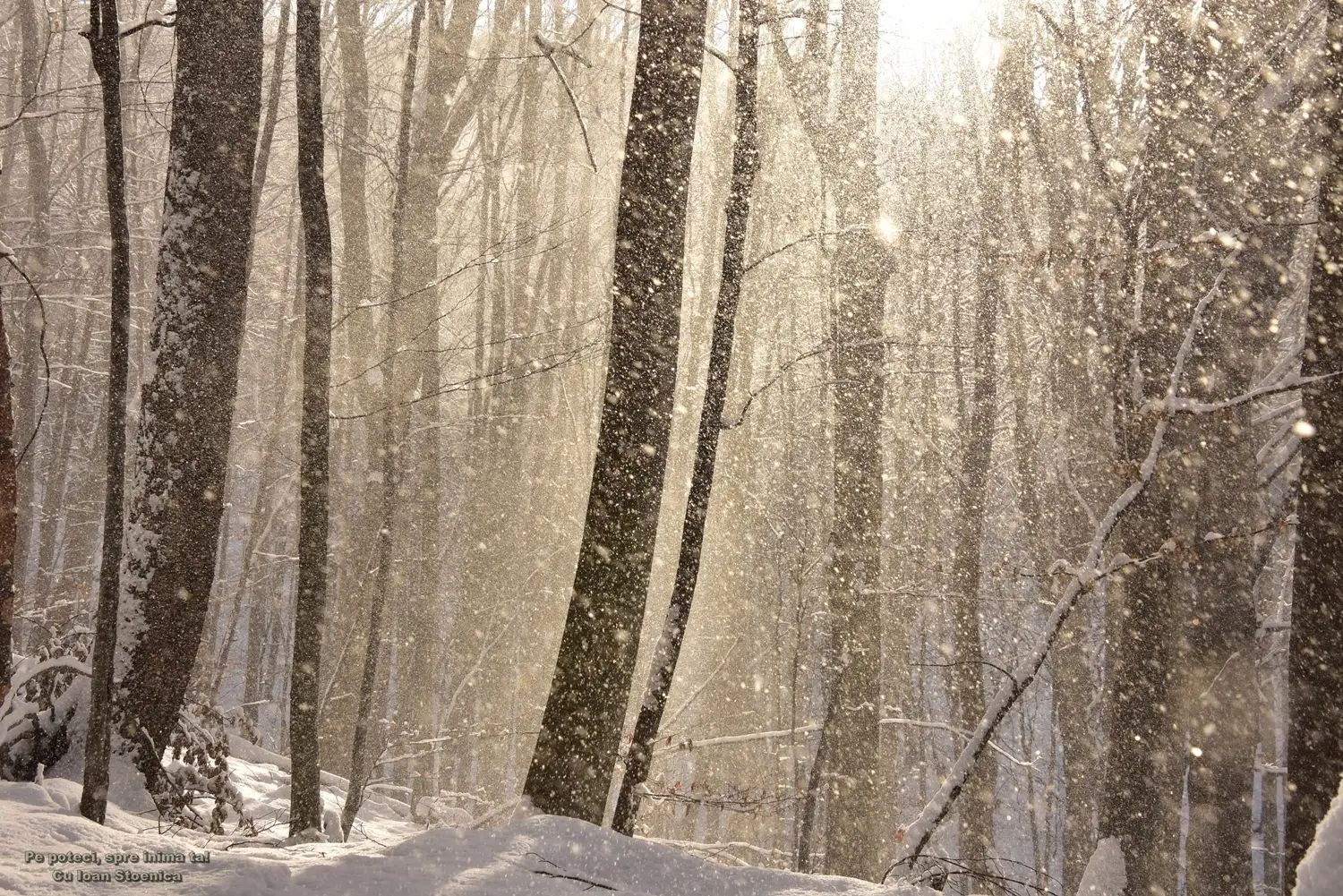  ninge in padure cu soare