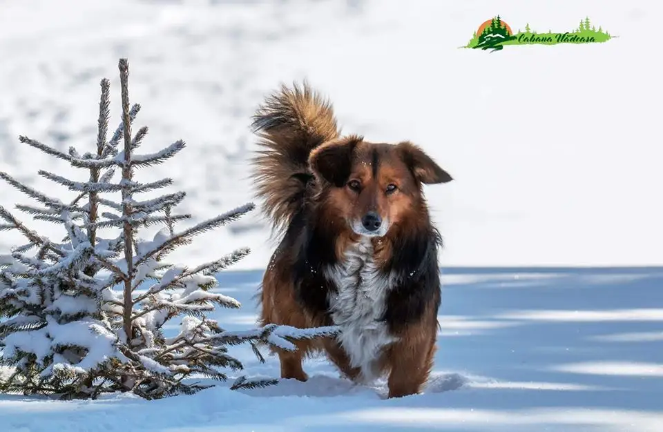  Azorica - foto Cabana Vladeasa