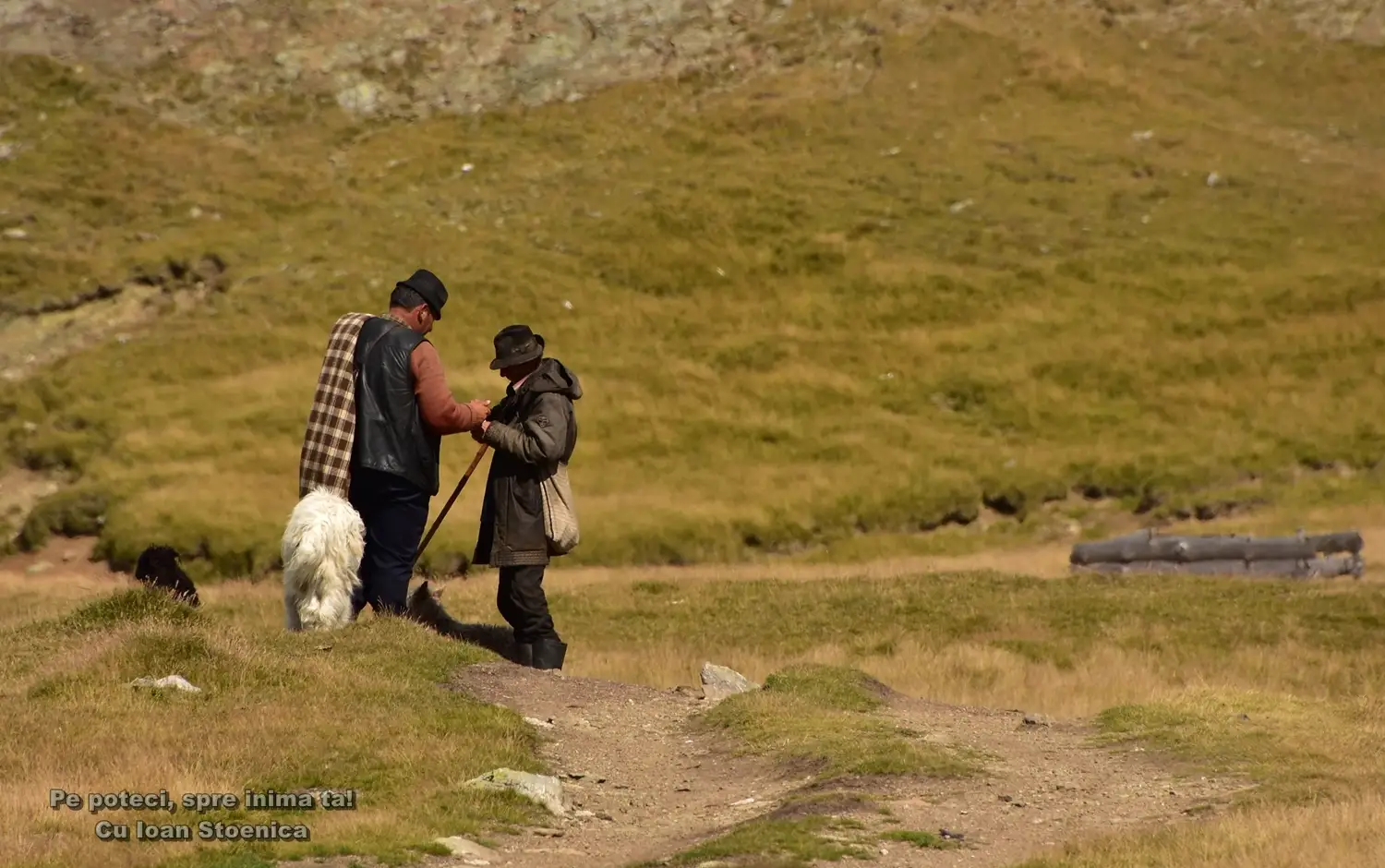  ciobani pe munte