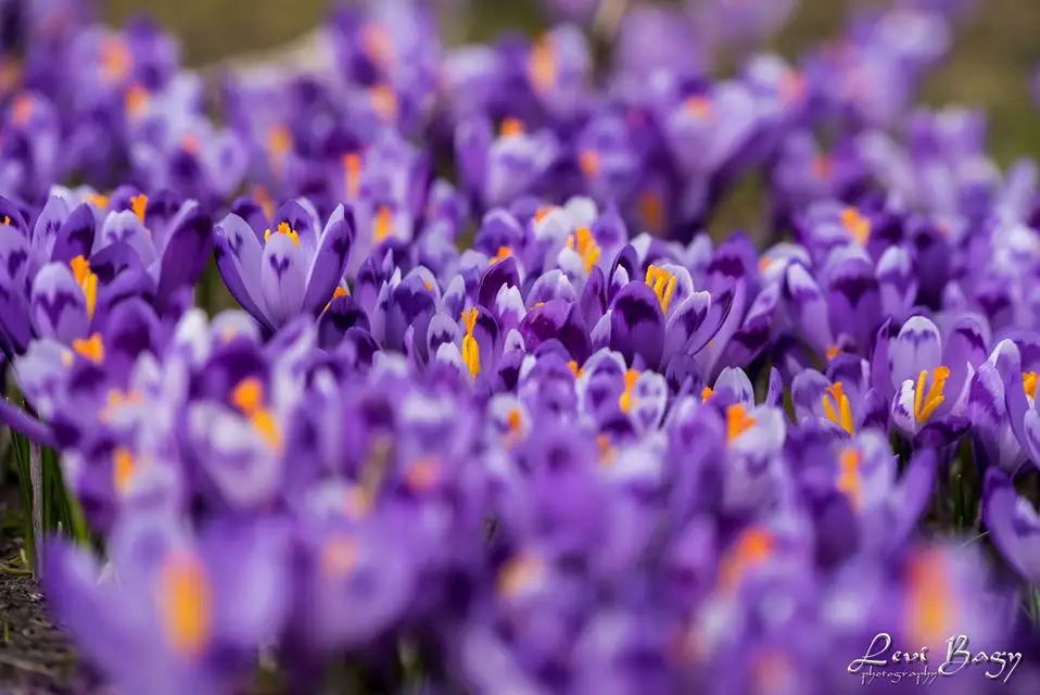  Platoul Padis - Levi Bagy Photography