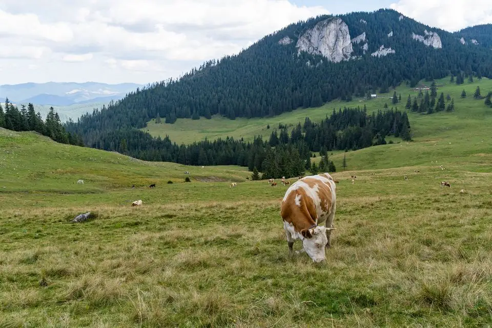 Deasupra de Șaua Curmătura - Andrei Pahomi