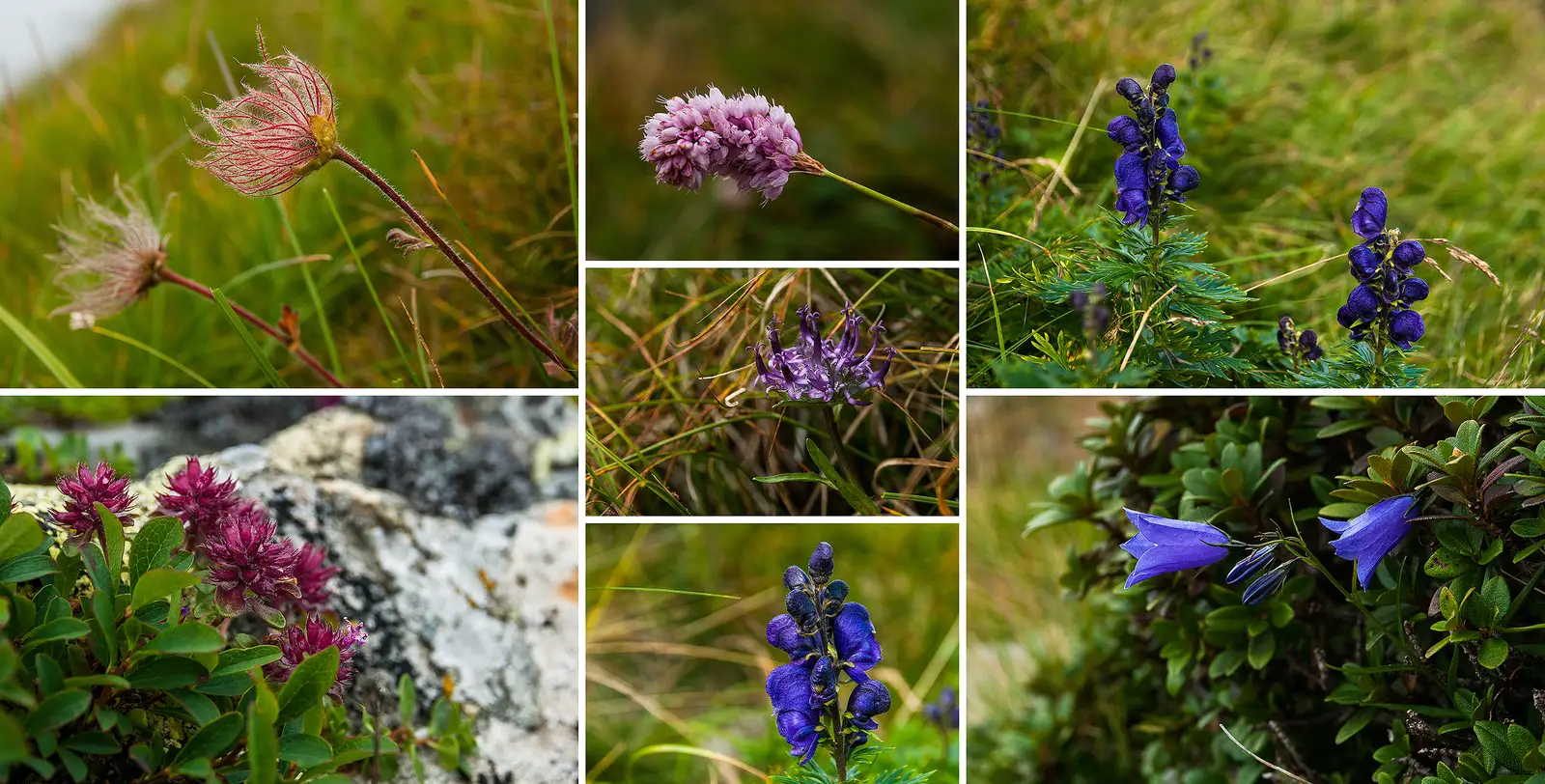  Și multe flori. Clopoței de munte, omag, firuță și multe altele pe care nu le cunoaștem după nume.