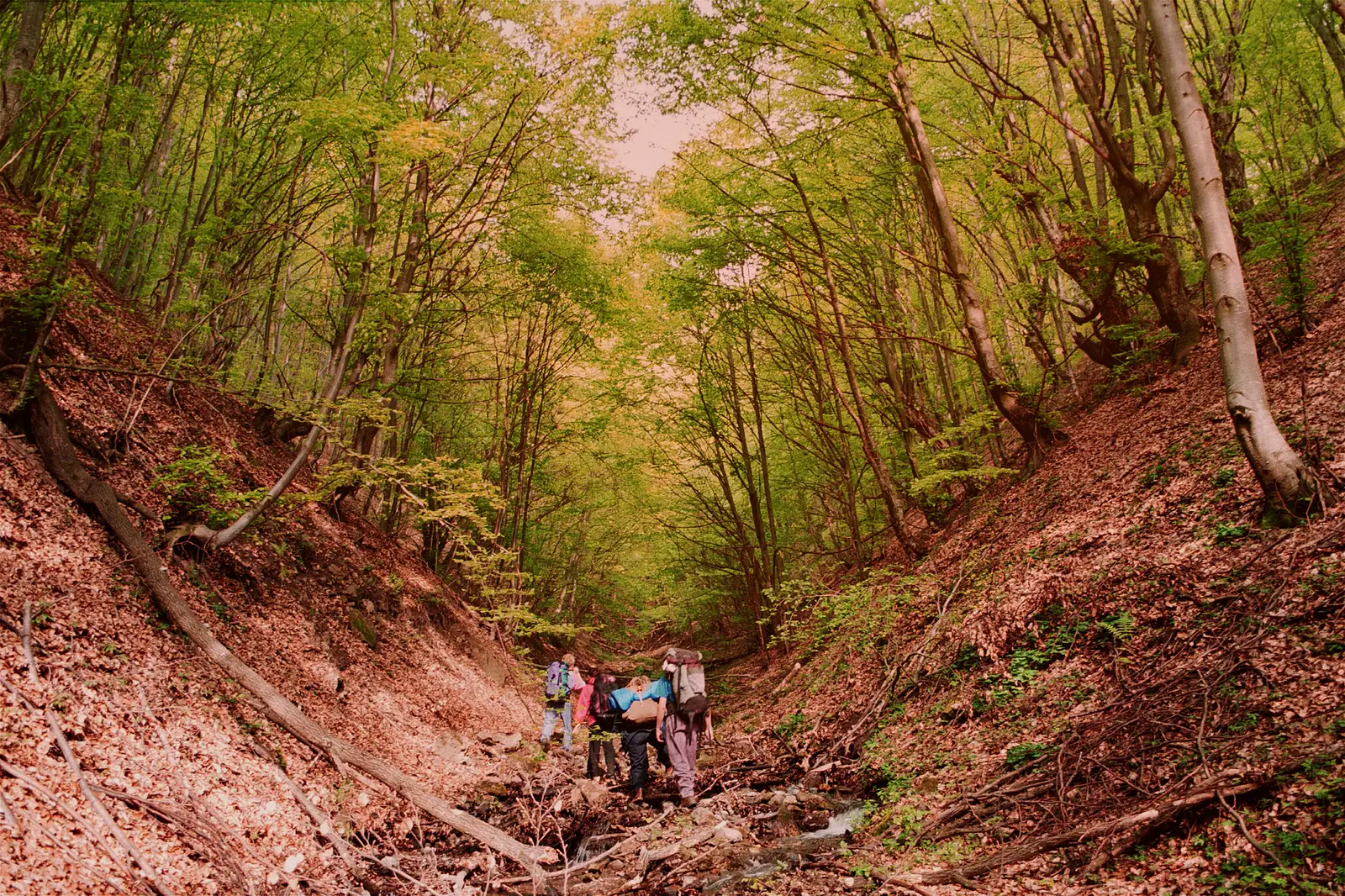  Urcarea pe Pârâul Cailor
