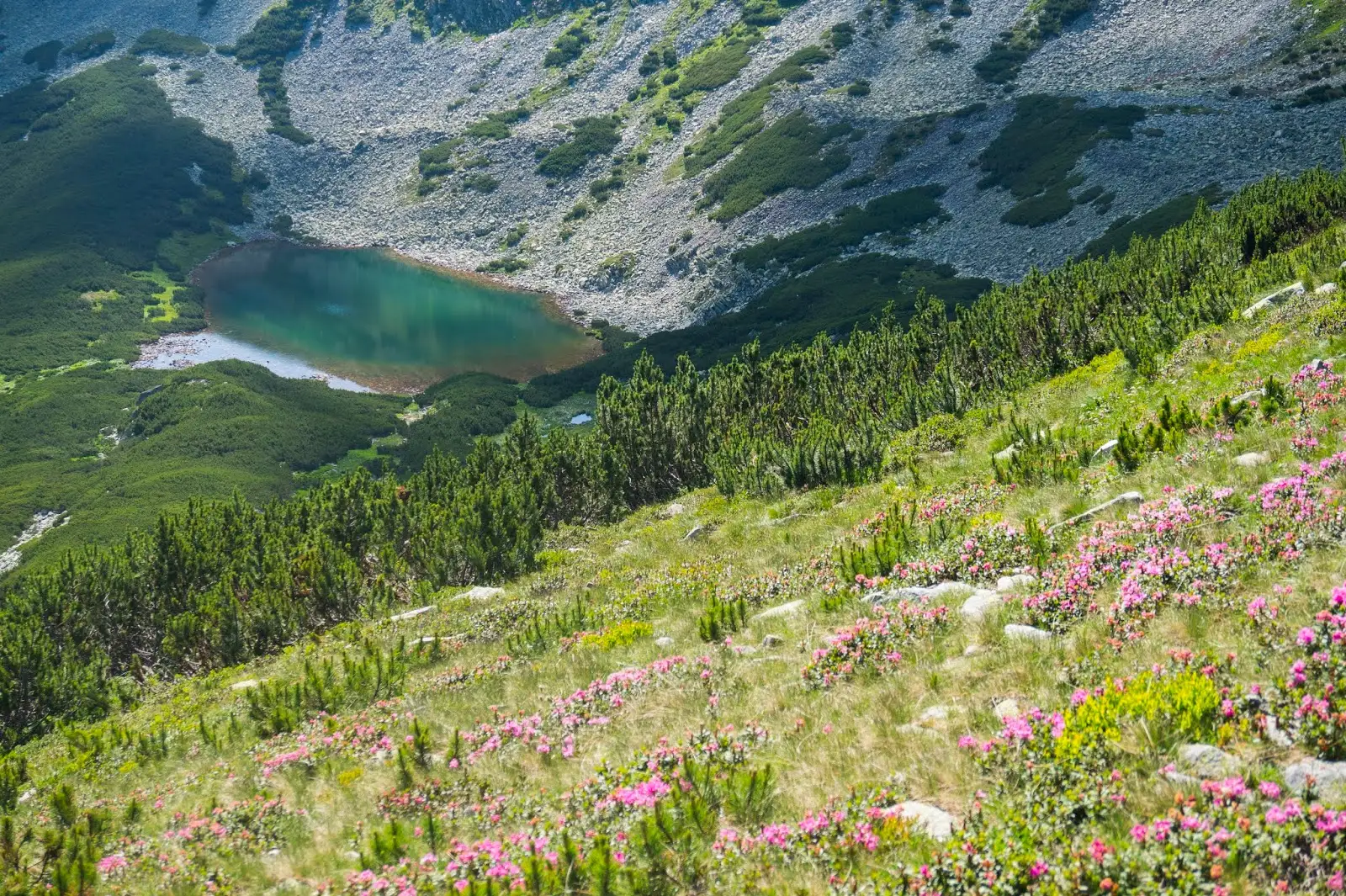  Lacul glaciar Iezerul Bistrei înconjurat de jnepeni și versanți cu lespezi - Alina Cirja
