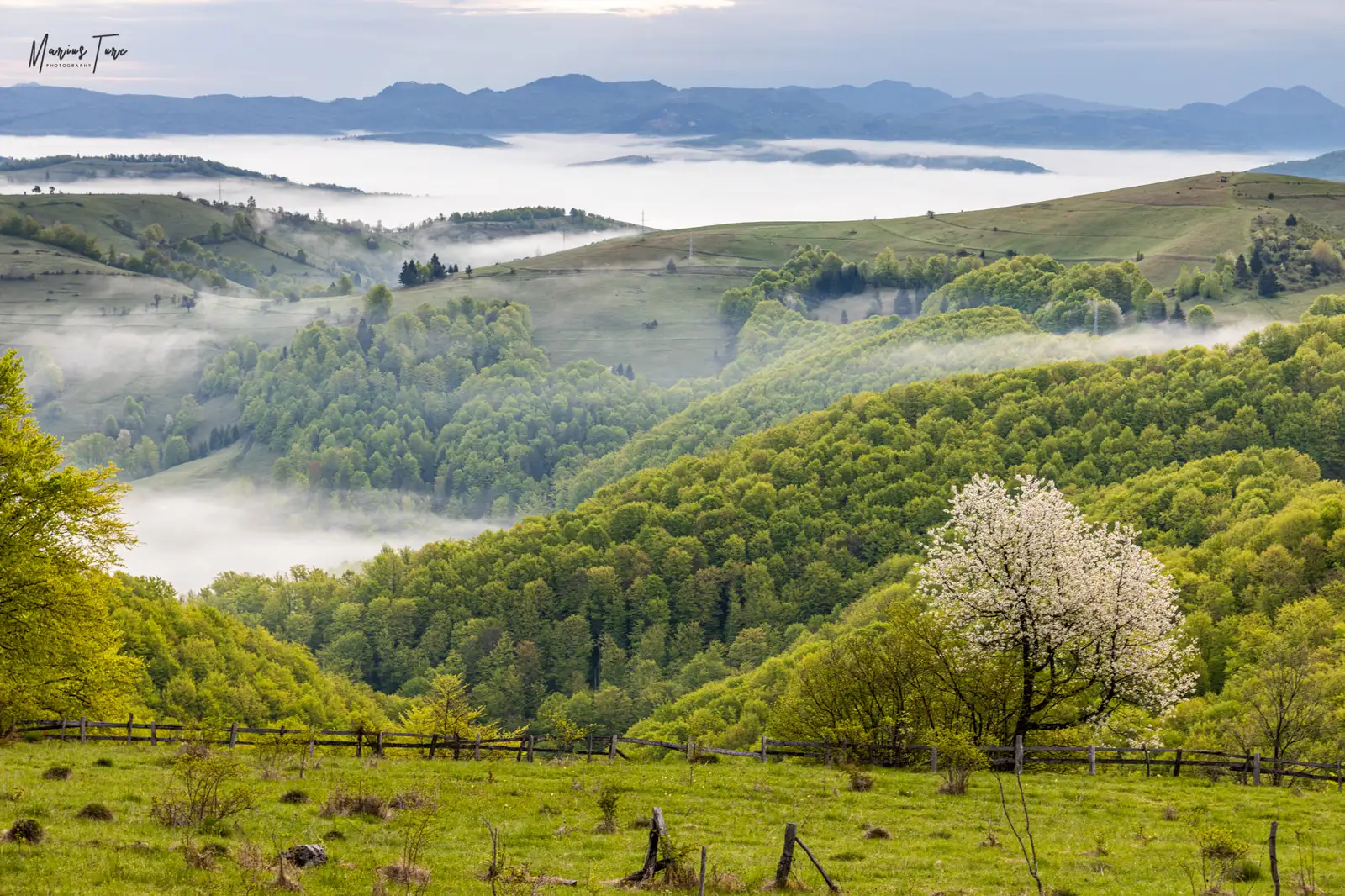 Verdele si pomii infloriti ne încântă privirea - Marius Turc