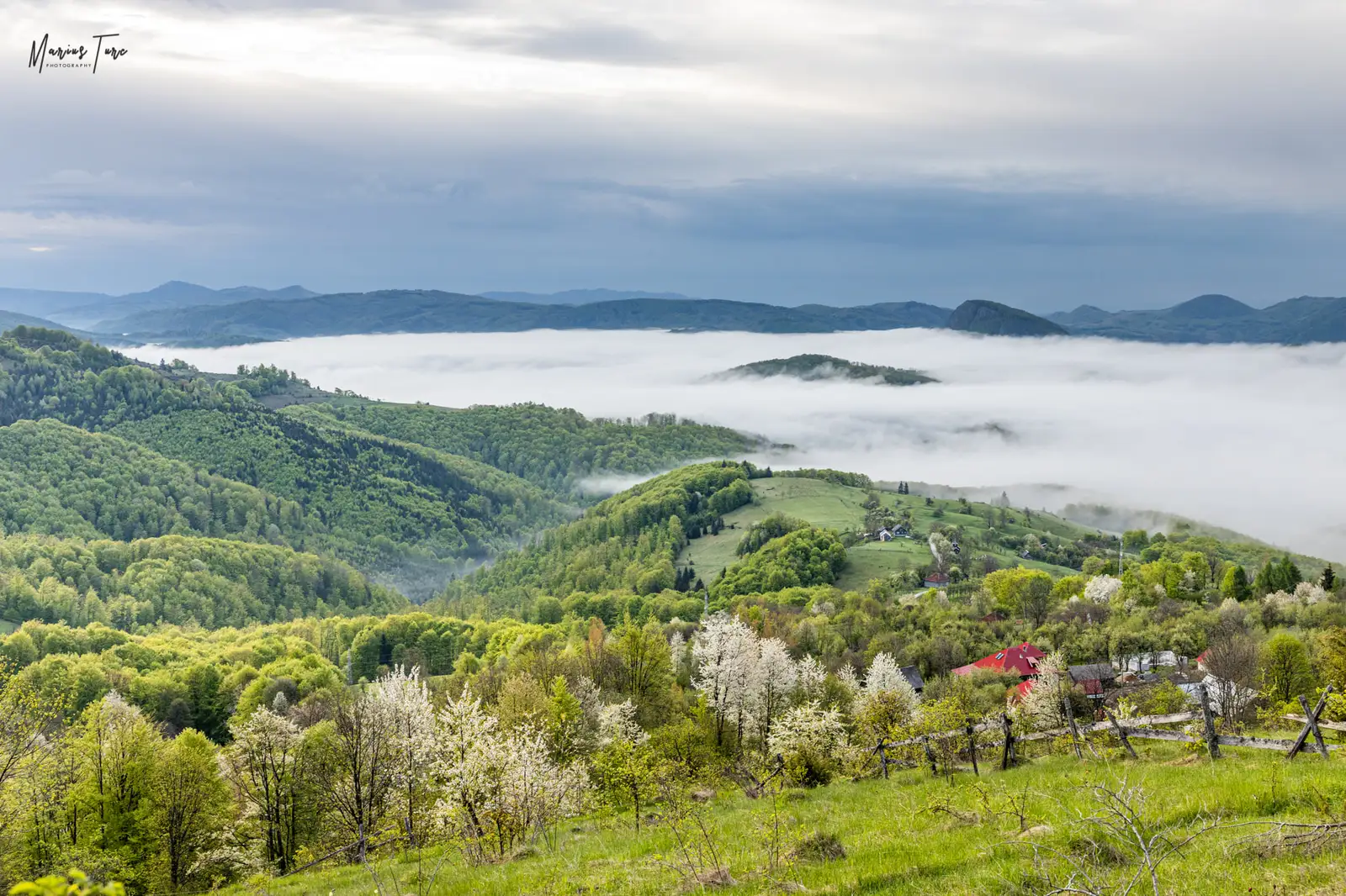 La poale de munte, cireșii abia au inflorit - Marius Turc