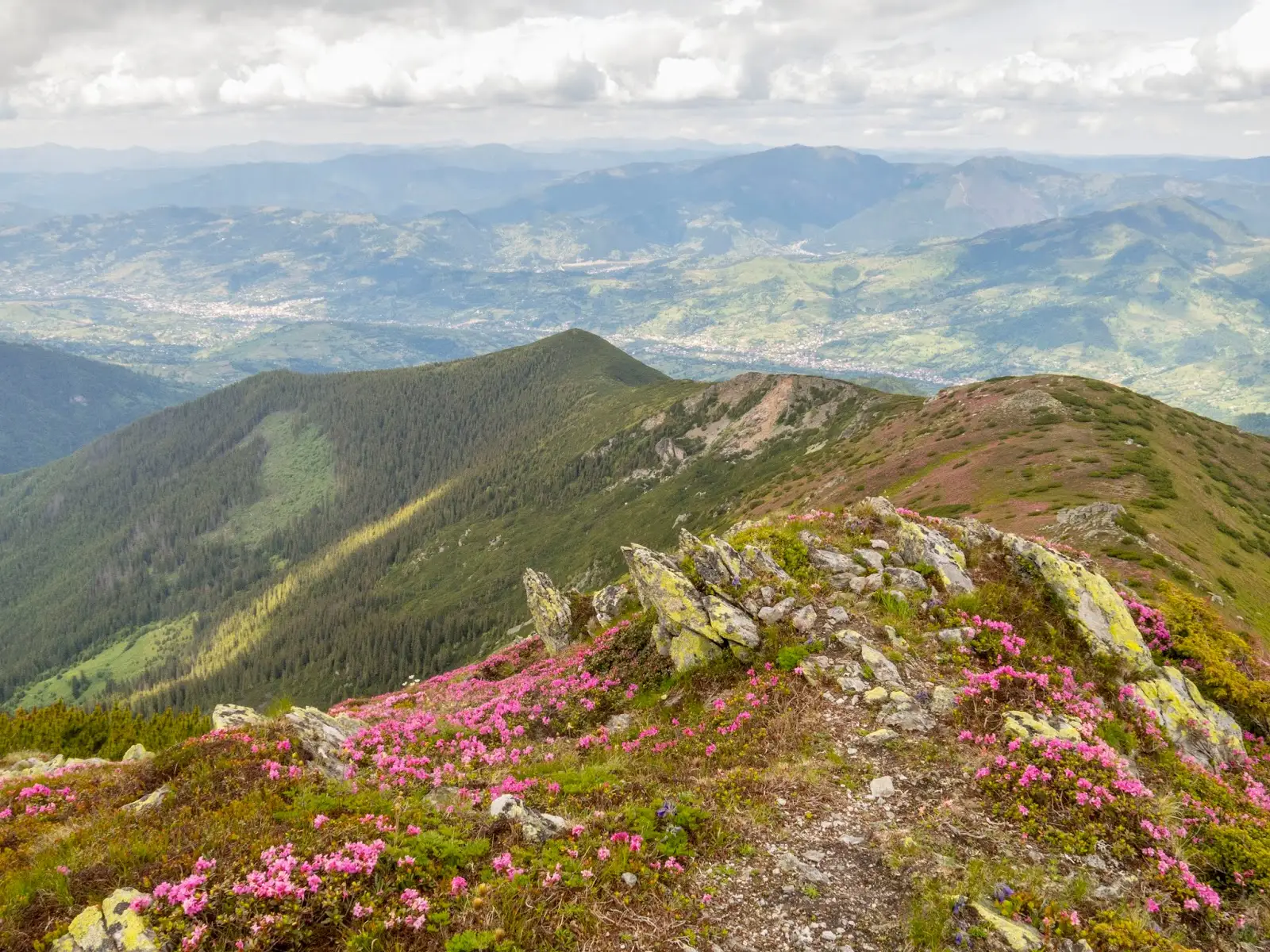  Vf Feţii acoperit de jnepeni - Alina Cîrja