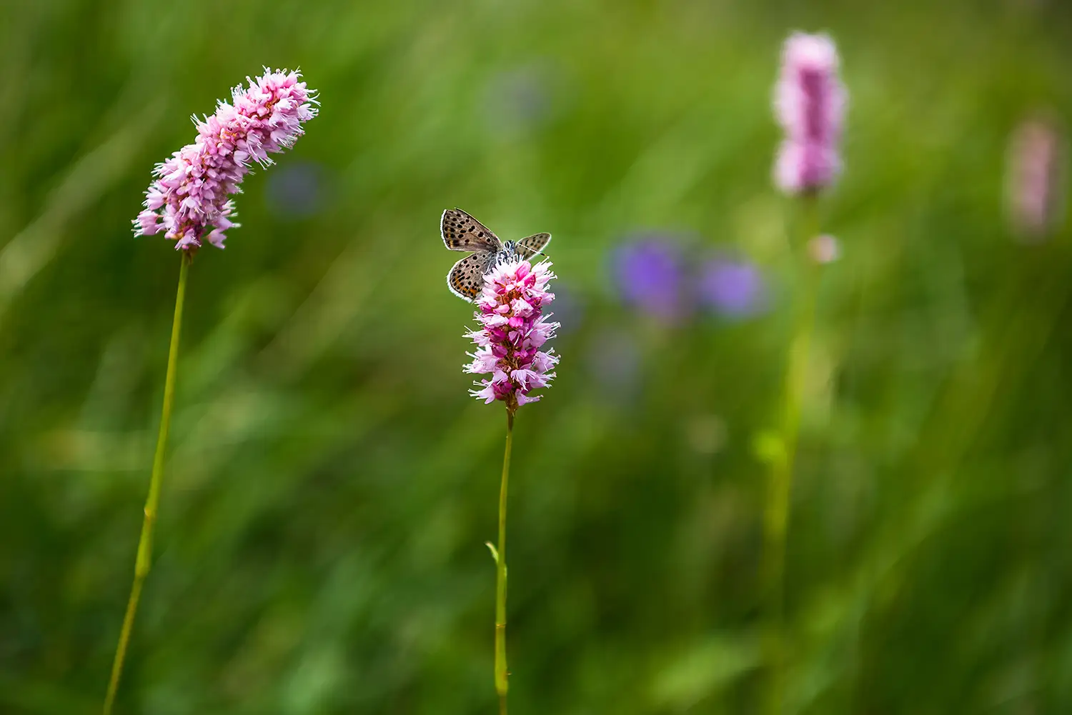 Munții Făgărașului