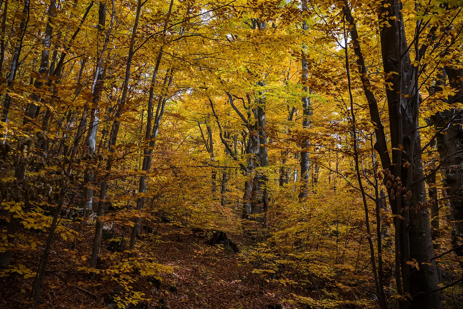 Parcul National Domogled-Valea Cernei