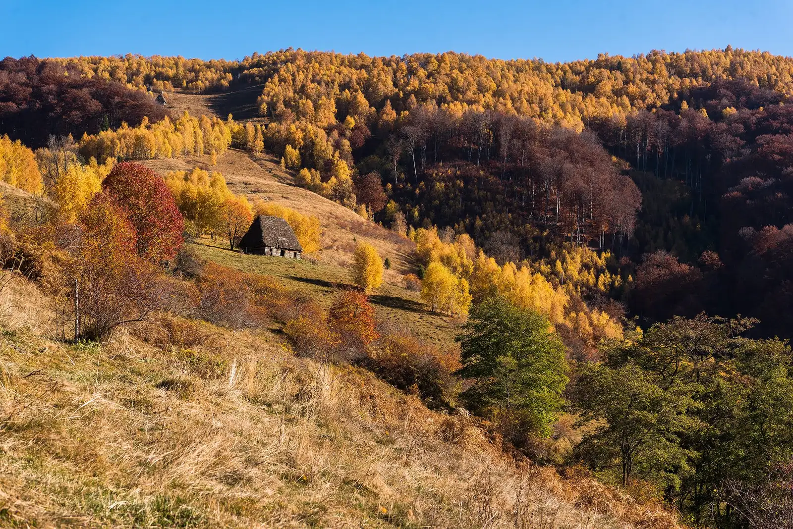 Prin poienile de deasupra Vaii Rastoaca - Daniel Morar