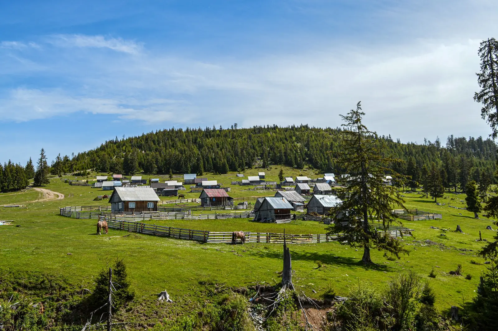  Poiana Călineasa - Nicu Ardeu