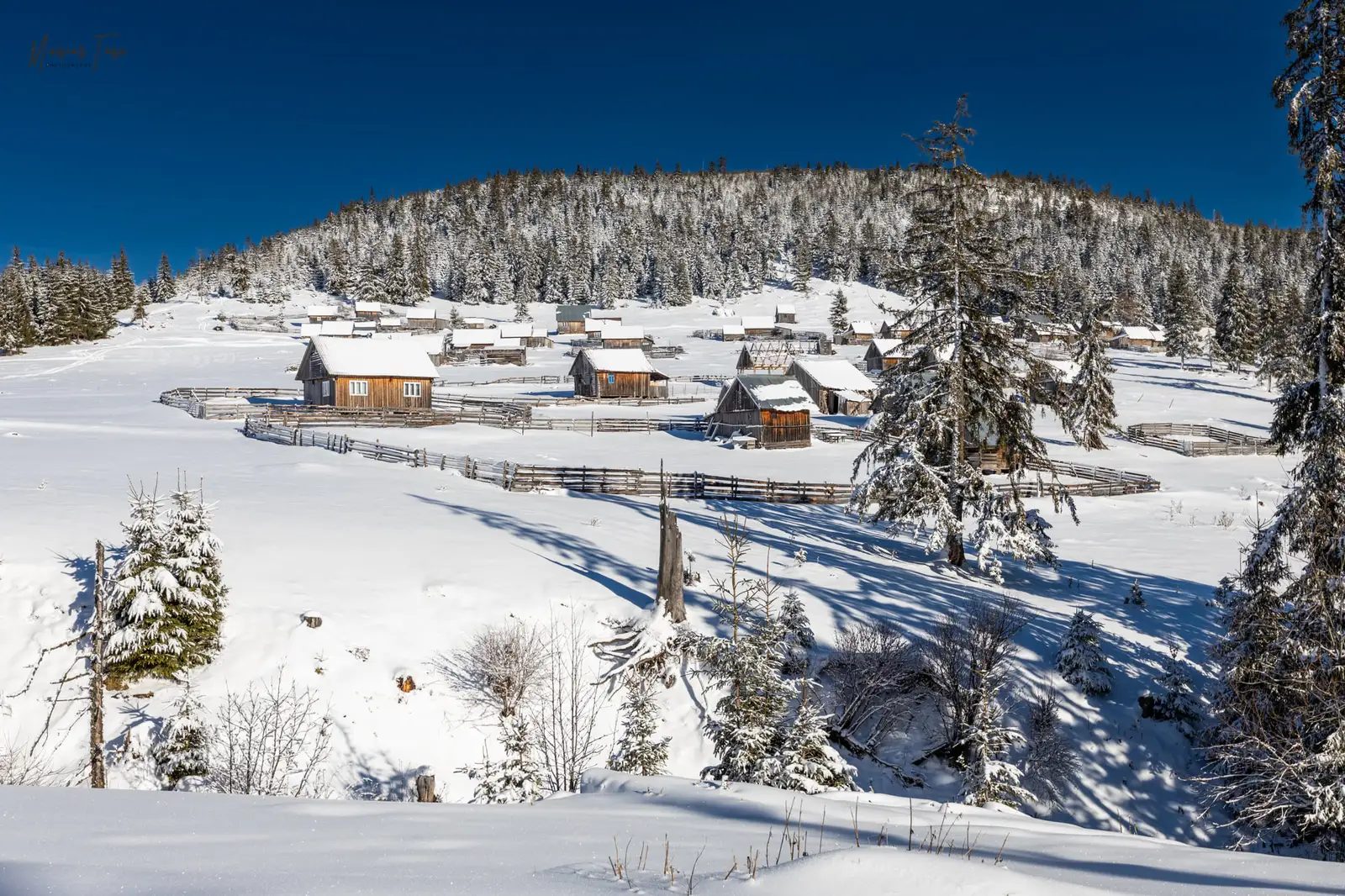 Colibele de vara ale motilor - Marius Turc