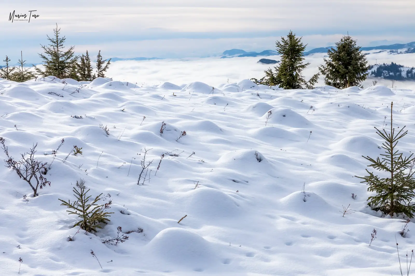 Mușuroaie acoperite de zăpadă - Marius Turc