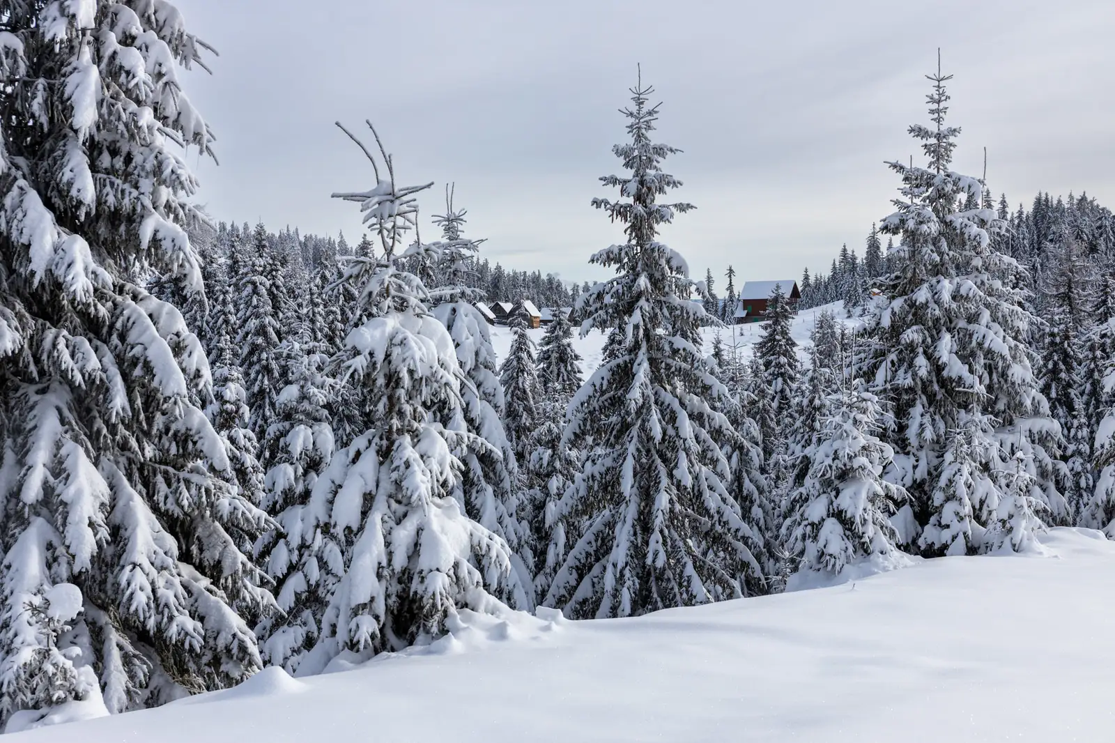  sălașe de vară - Marius Turc