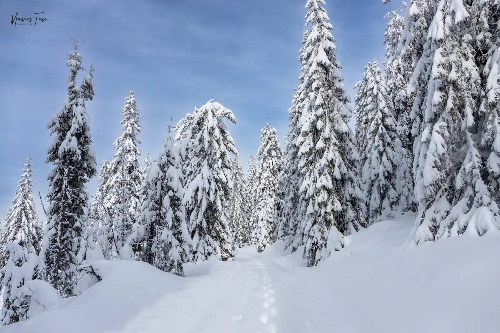  Poteca prin zăpada - Mariu Turc