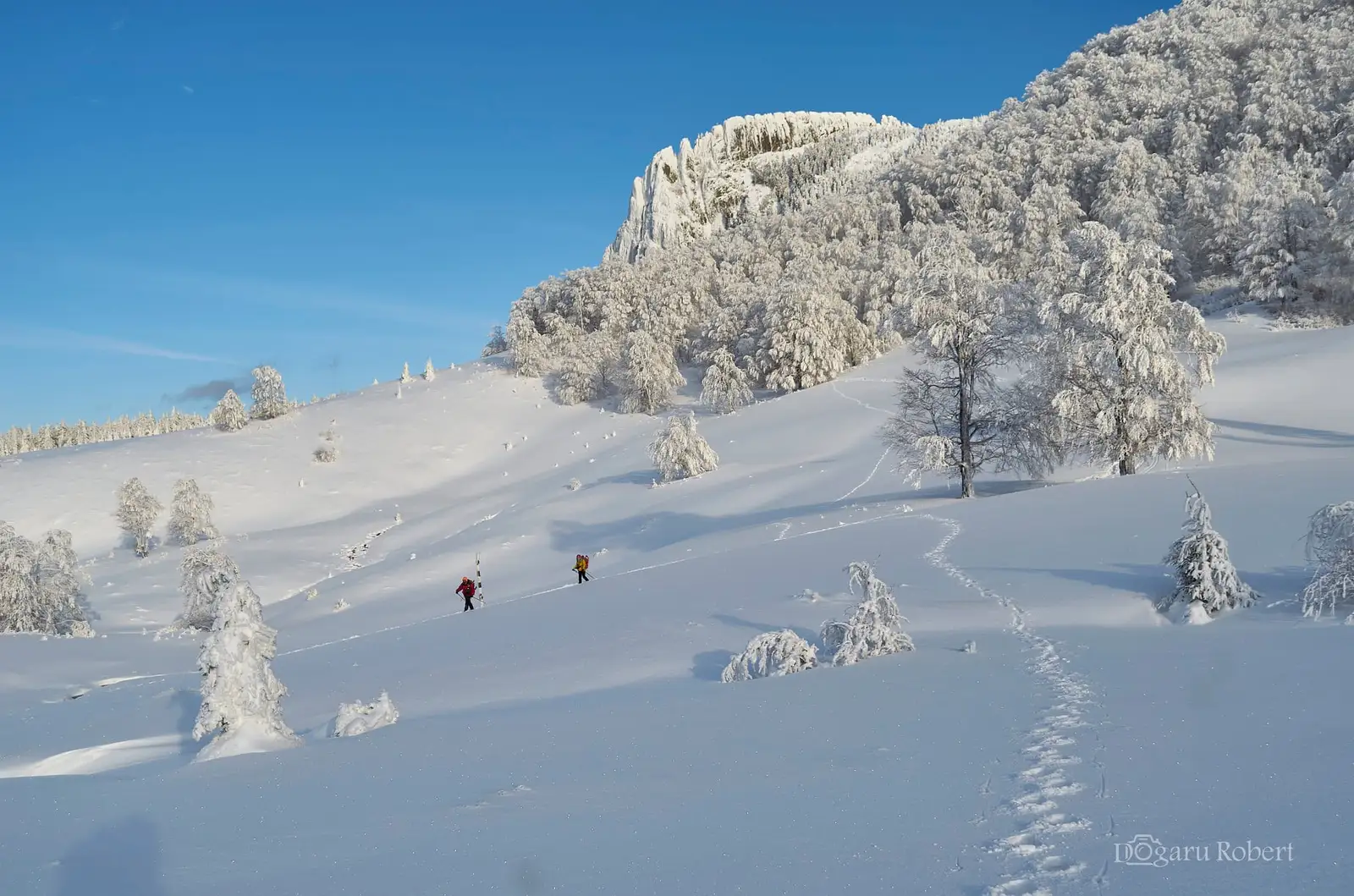 Sub Creasta Cocosului - Robert Dogaru