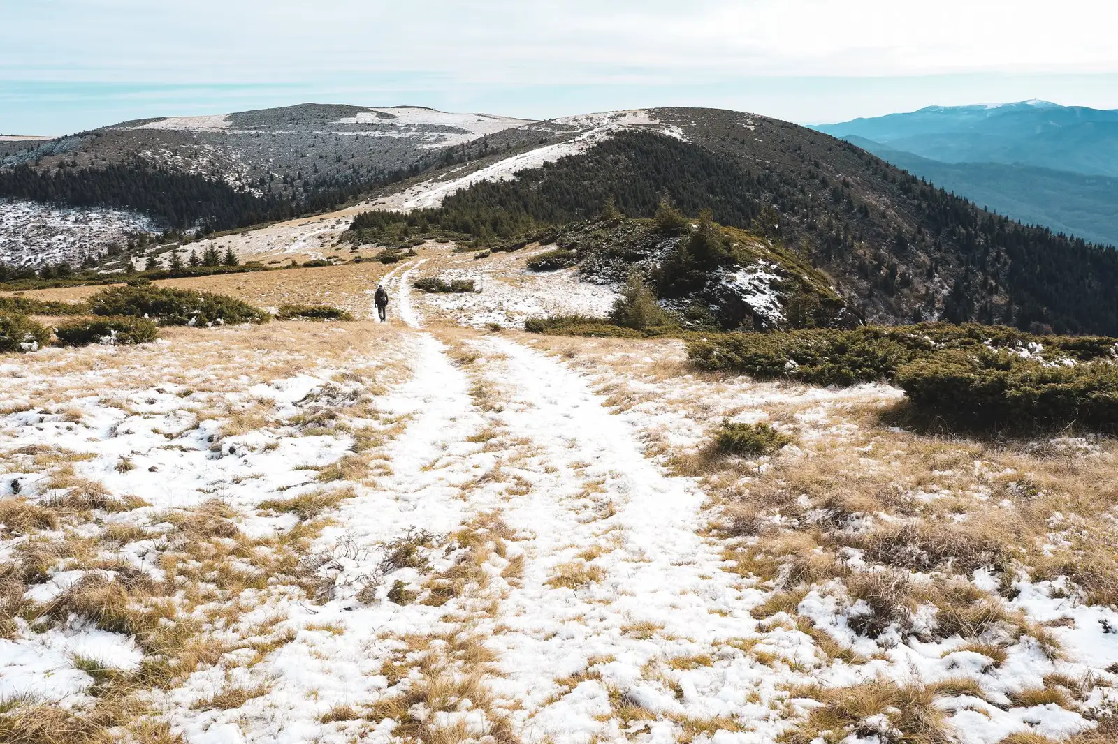  Culmea Carligatele - Timea Izsak