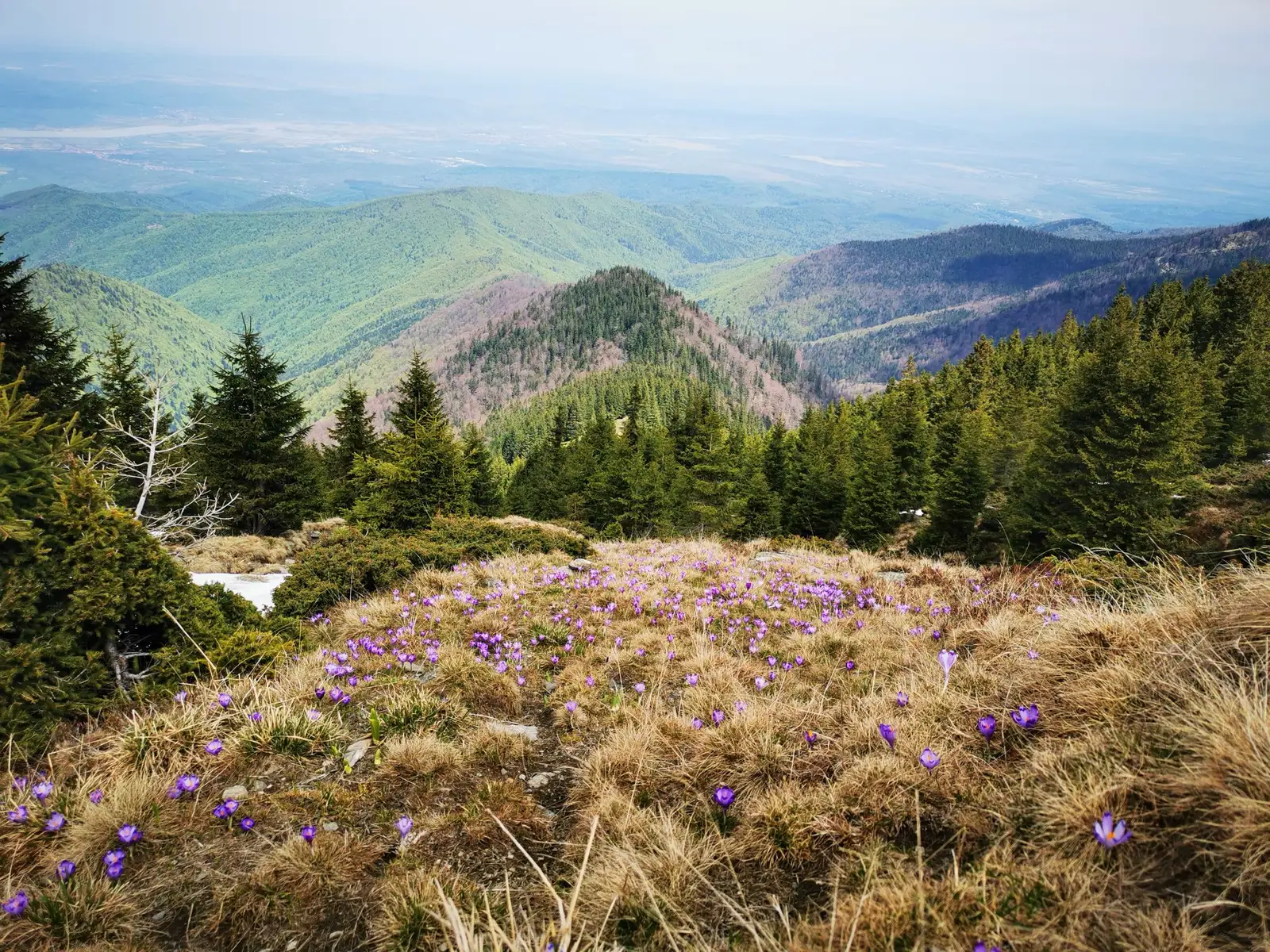  Vedere spre Valea Avrigului
