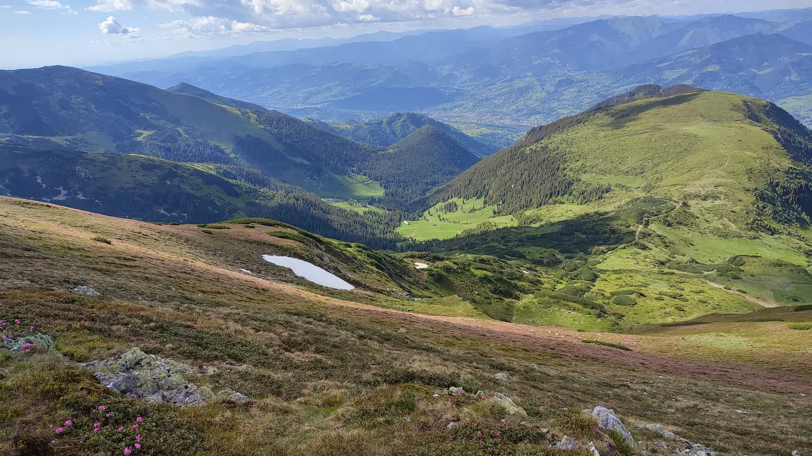  Covorul roz, Vf. Păltiniș și Borșa - Manu Munțomanu