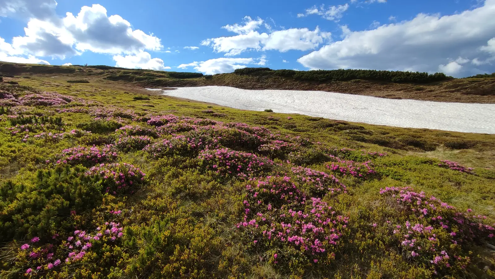  Spre Izvoarele din zona refugiului Gărgălău - Manu Munțomanu
