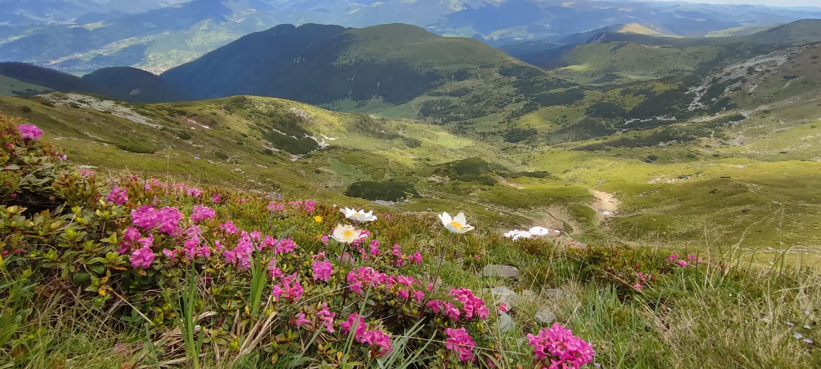 Sub Vf. Laptelui spre Vf. Păltiniș și Borșa