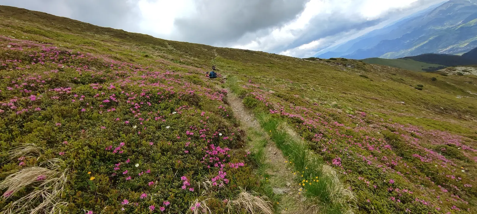  Covor roz sub Vf. Laptelui - Manu Munțomanu