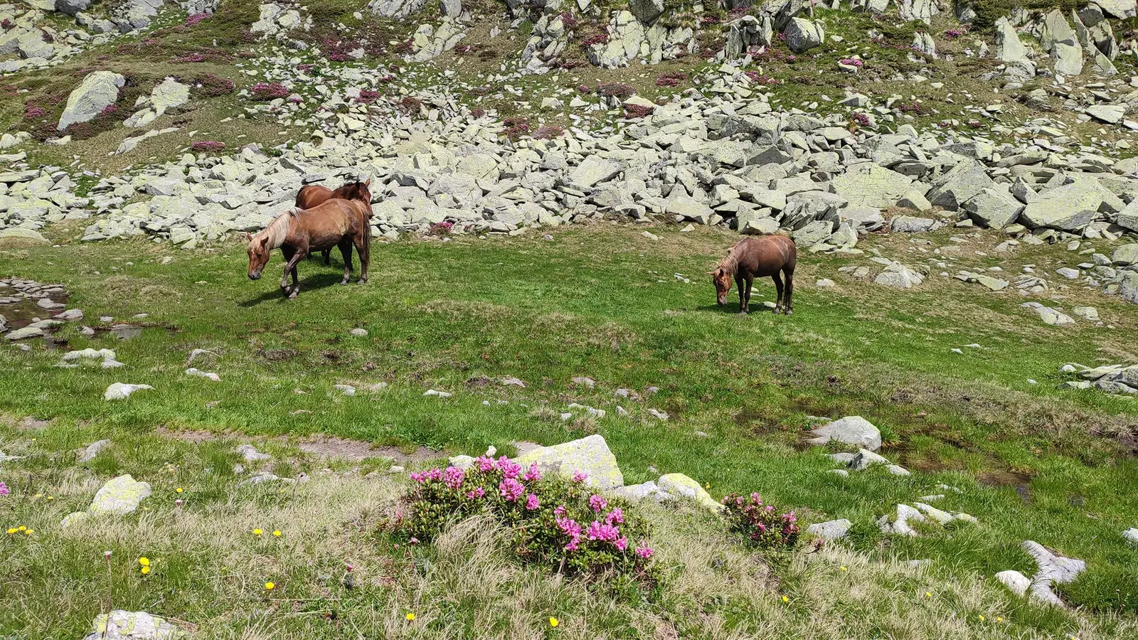  Căluți în zona Tăul Porții - Manu Munțomanu
