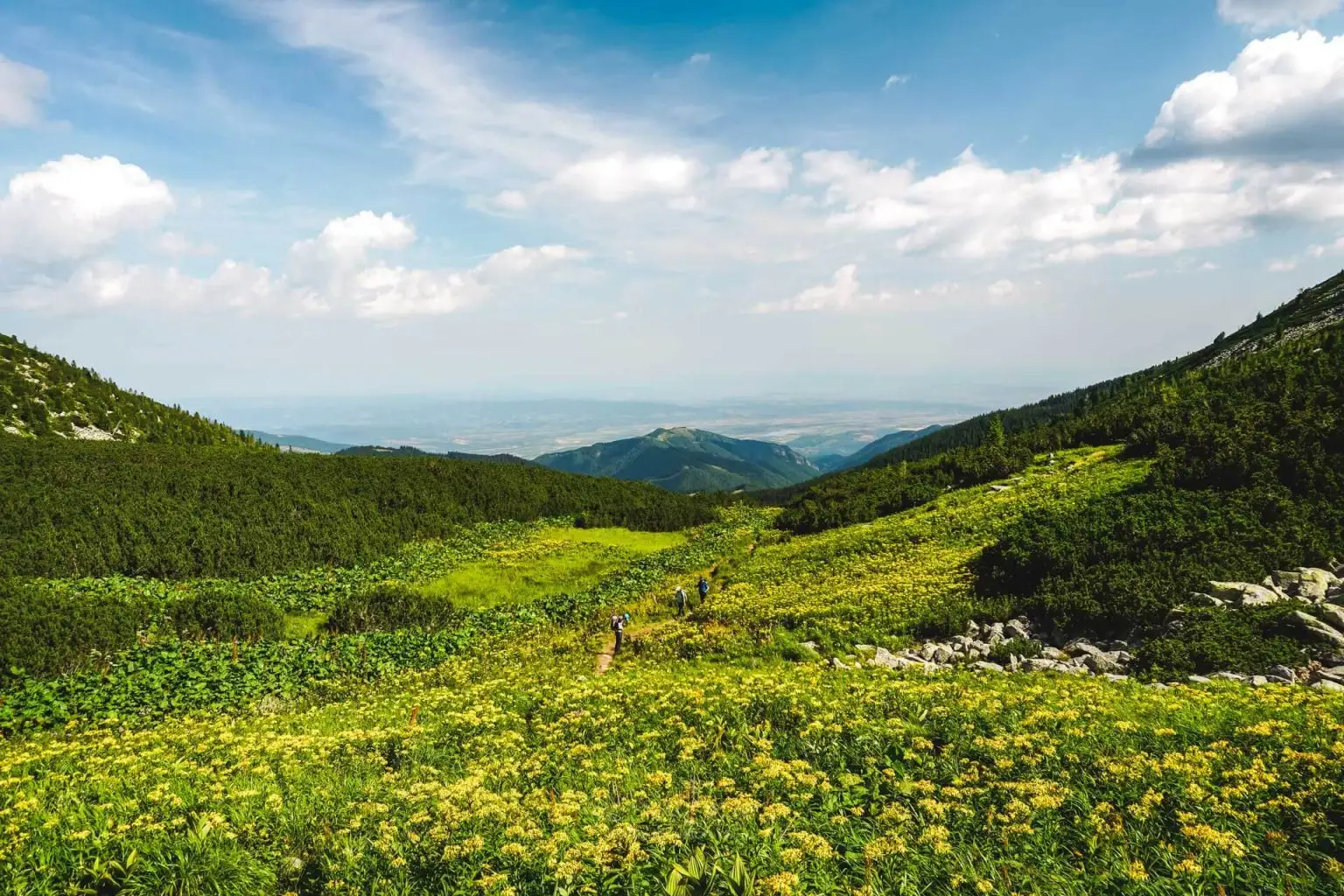  Valea Stevia - Alexandra Pușcașu