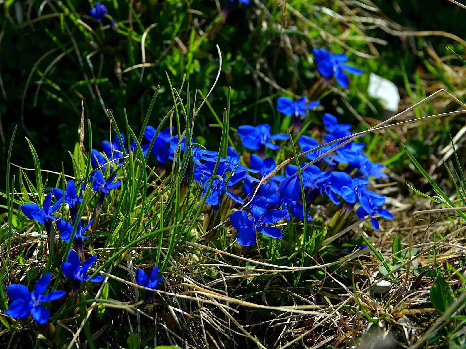  Ghințura de primăvară - Marius Munteanu