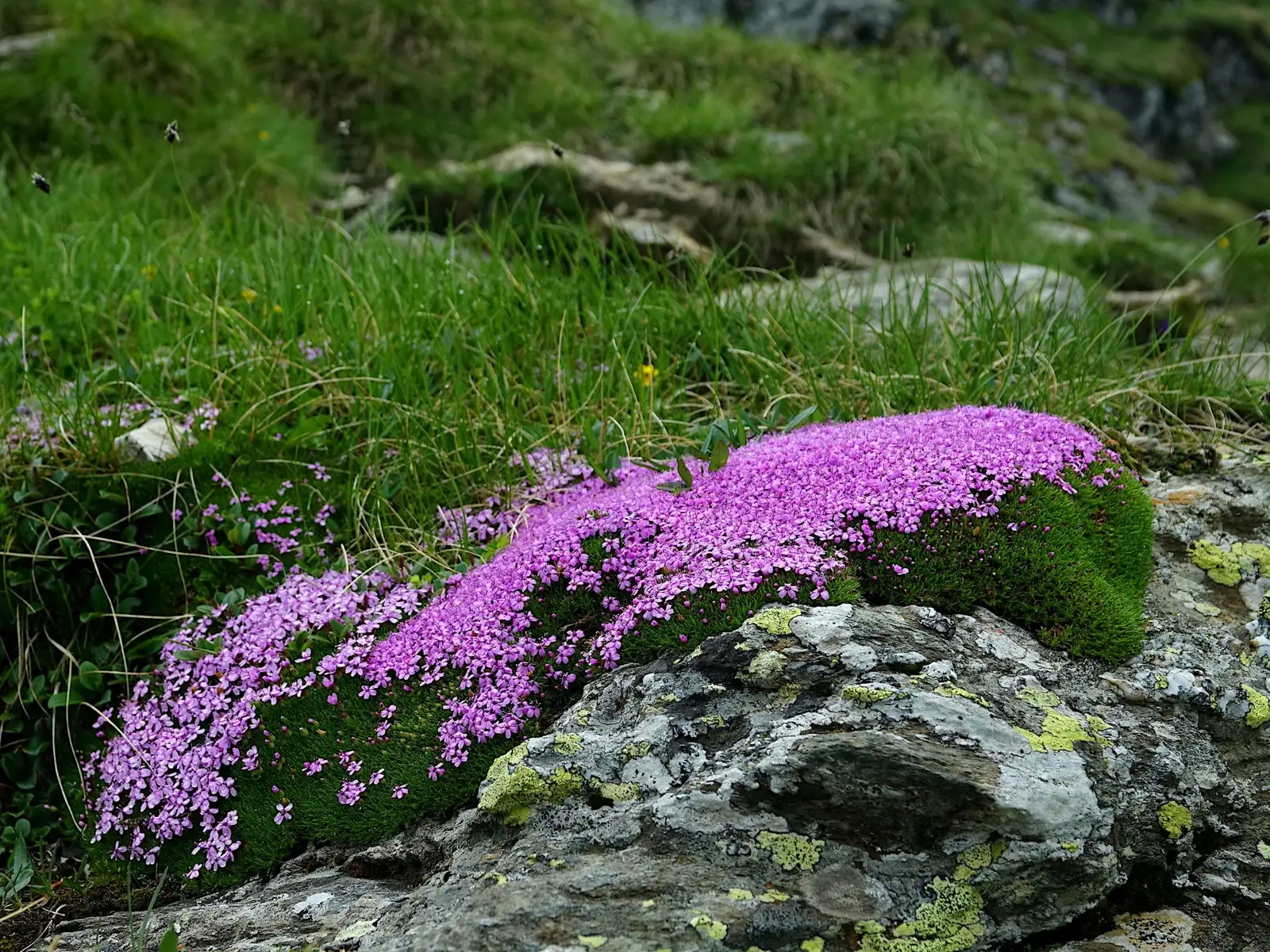  Iarba roșioară (Silene acaulis) - Marius Munteanu