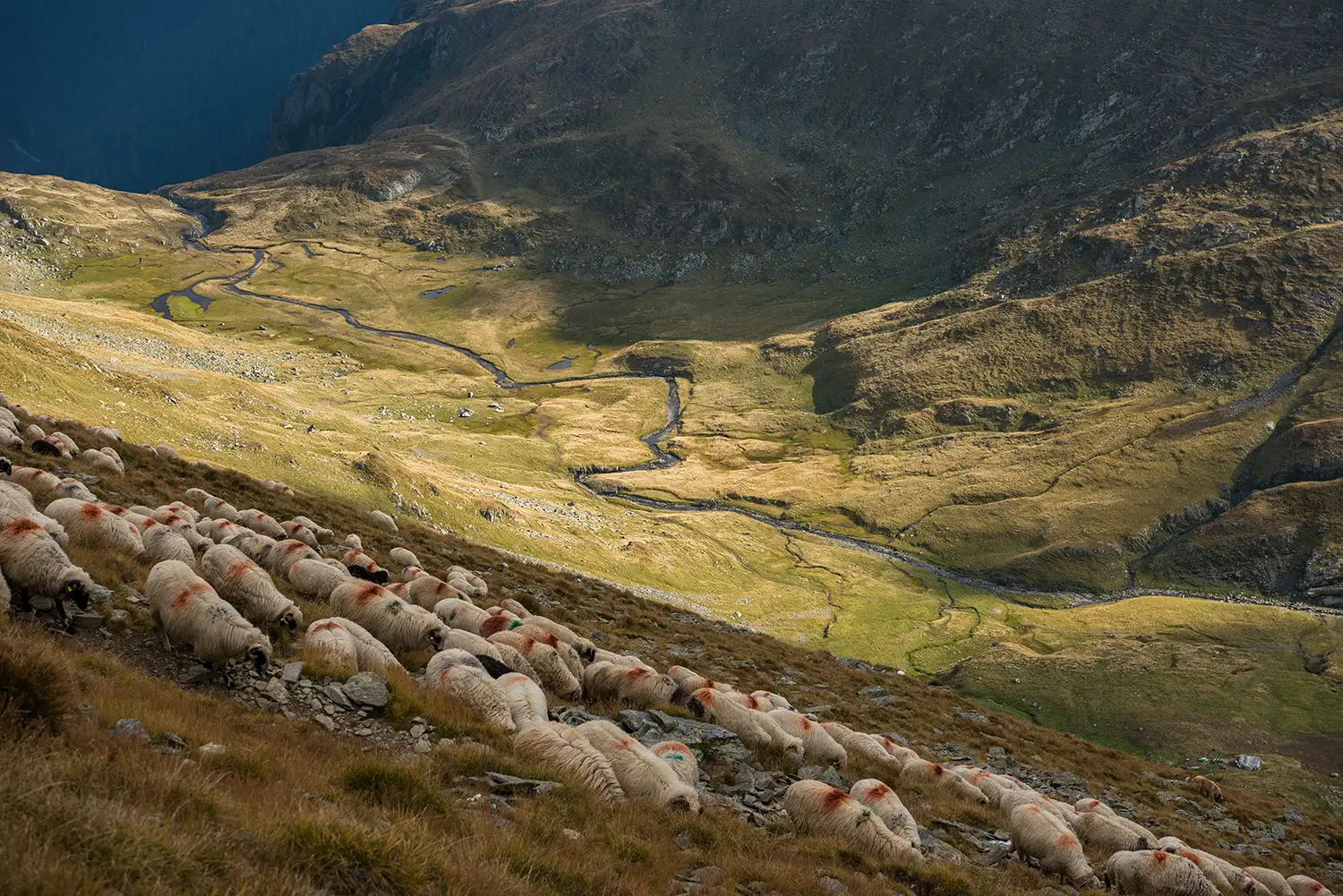 Munții Făgărașului