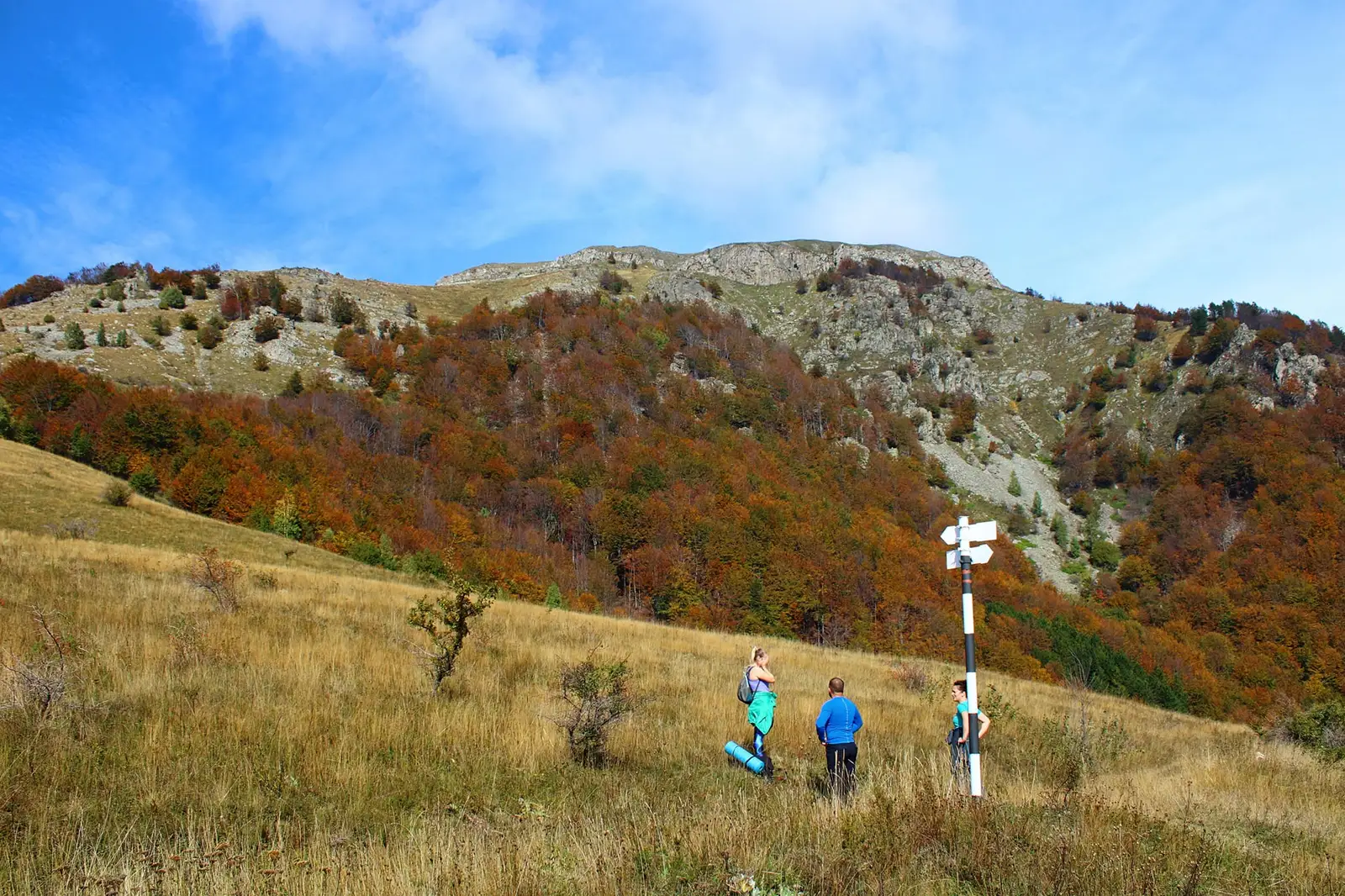  Poaiana Lungă - Sima Constantin