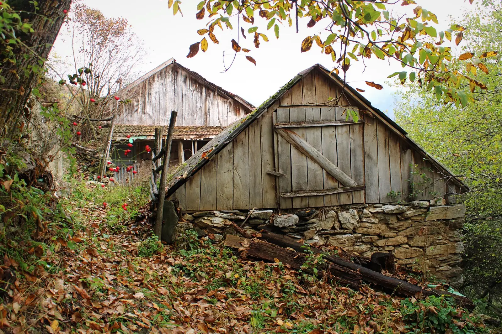  Cătunul Cracu Mare, gospodărie părăsită din munţii Cernei. - Sima Constantin