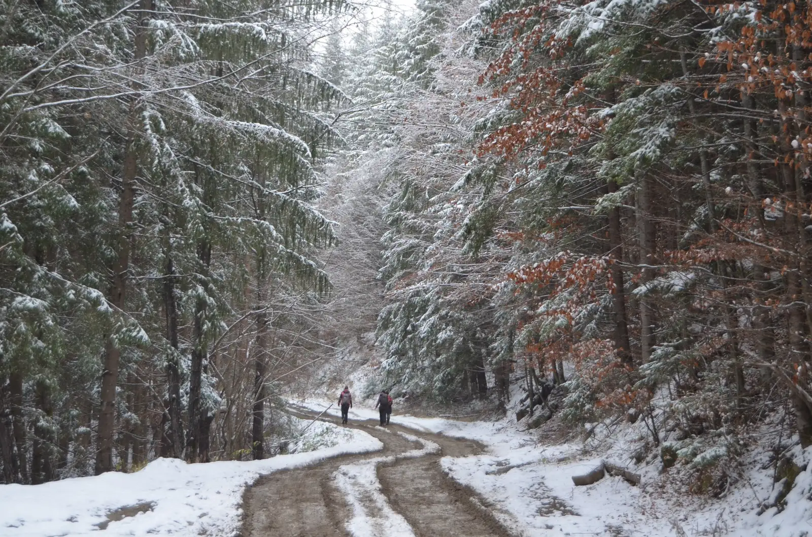 Drumul forestier Bălosu - Andrei Raftopol