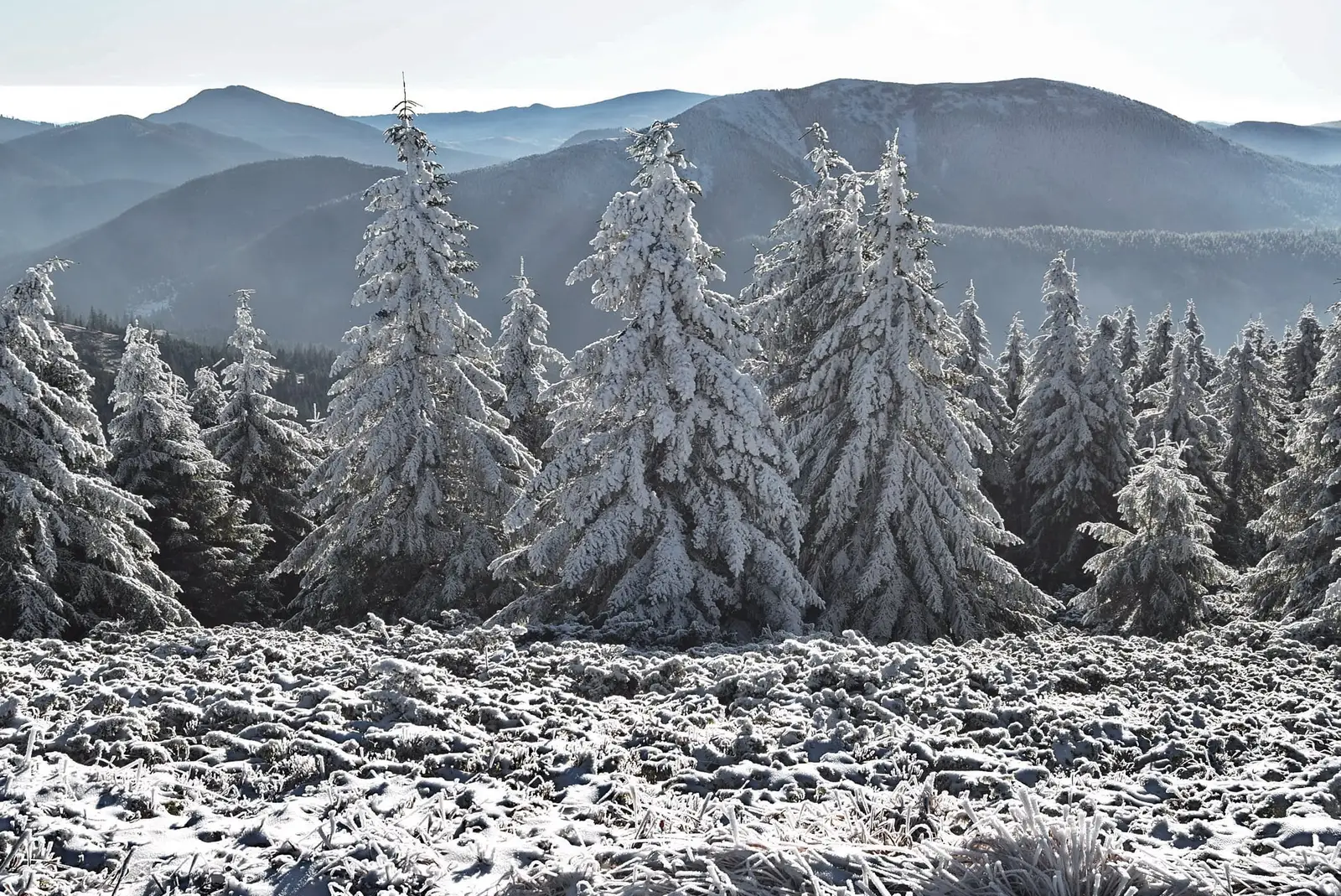  Pietrosu și Goru, vedere de pe Culmea Lăcăuți - Adrian Raftopol