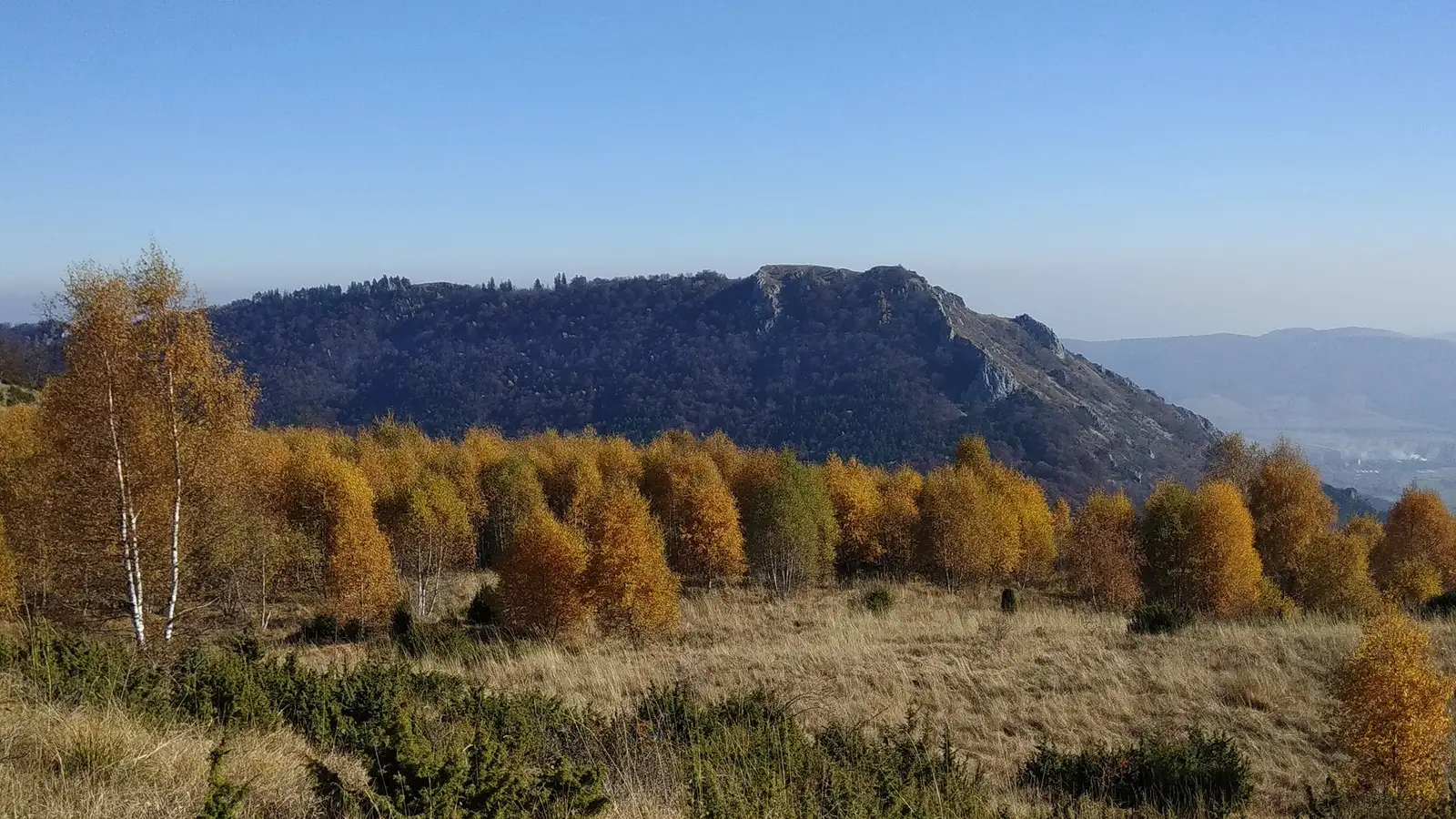  Laricetul din zona Vf. Ugerului și Ardașcheia - Manu Munțomanu