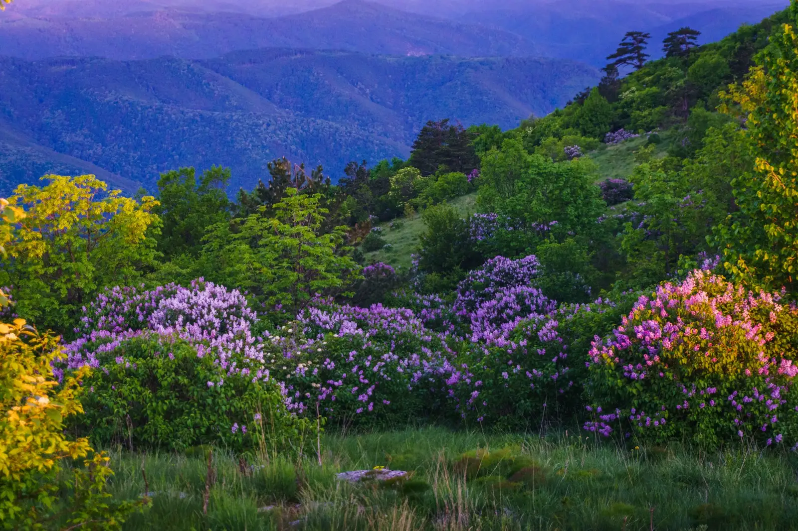 Păduricea cu tufe de liliac de pe Domogled - Madalina Cucu