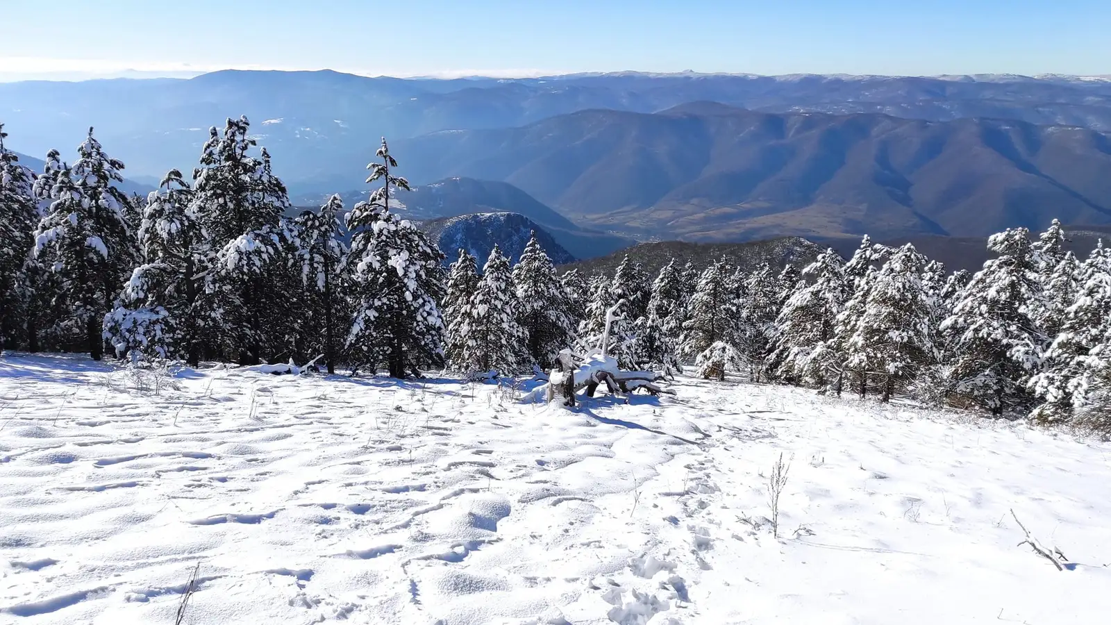  Pinii Negri de Banat pe Domogled - Madalina Cucu