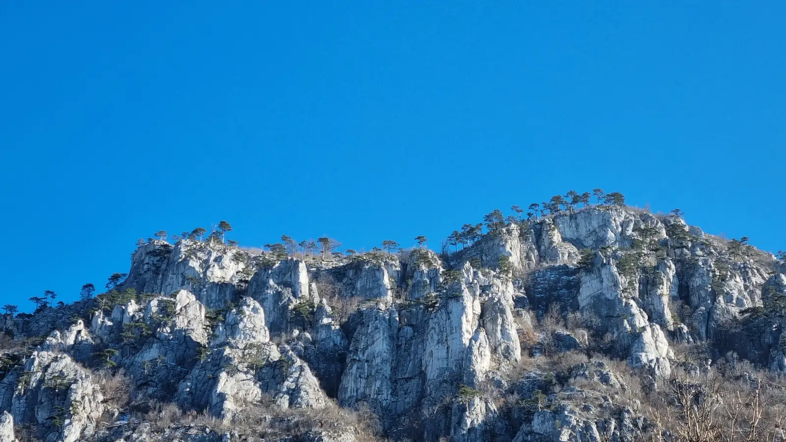  Pinul Negru de Banat, vedere de pe Valea Feregari, Masivul Domogled - Cristian Oprițescu