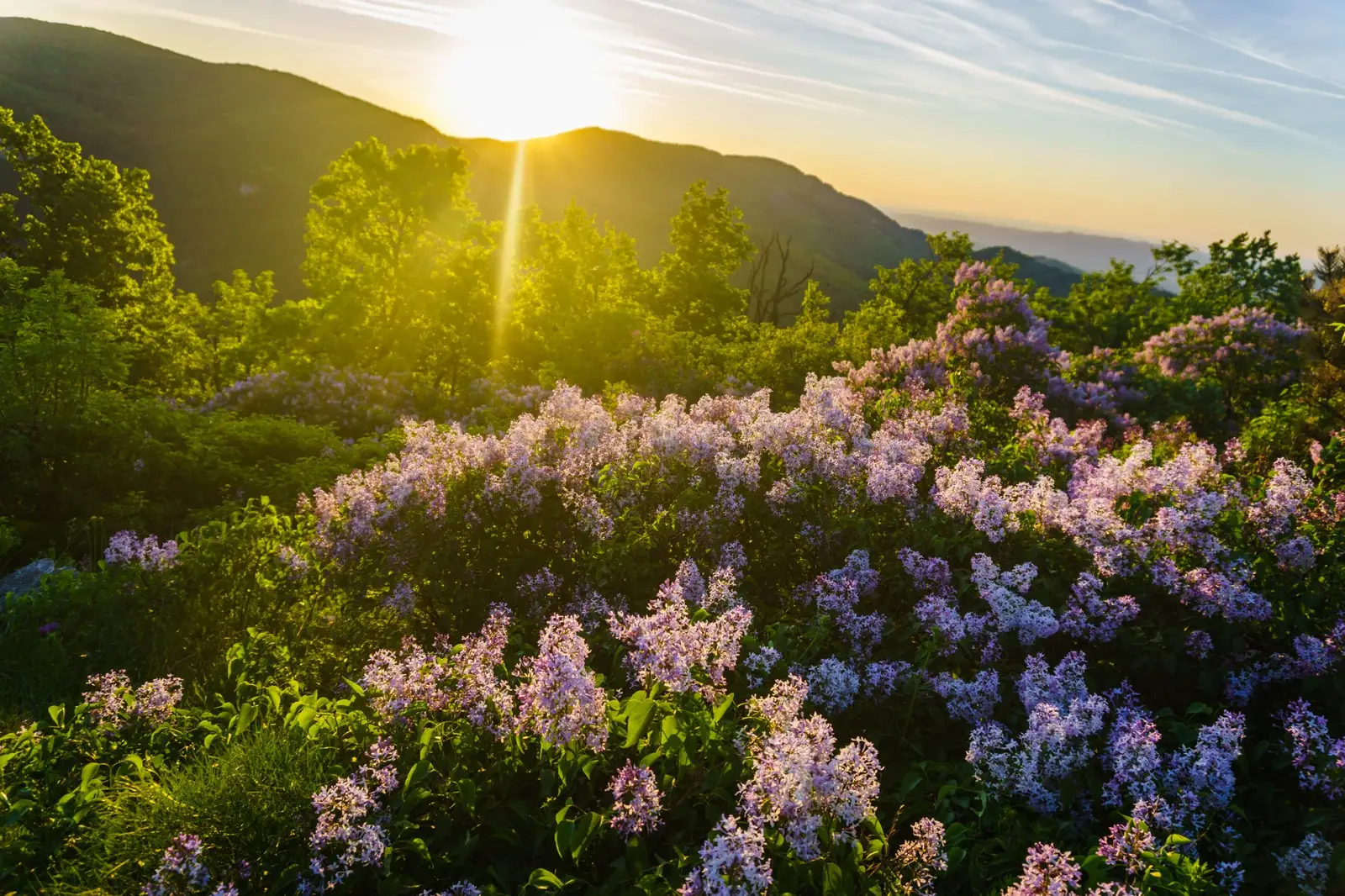  Tufe de liliac mov pe Domogled - Madalina Cucu