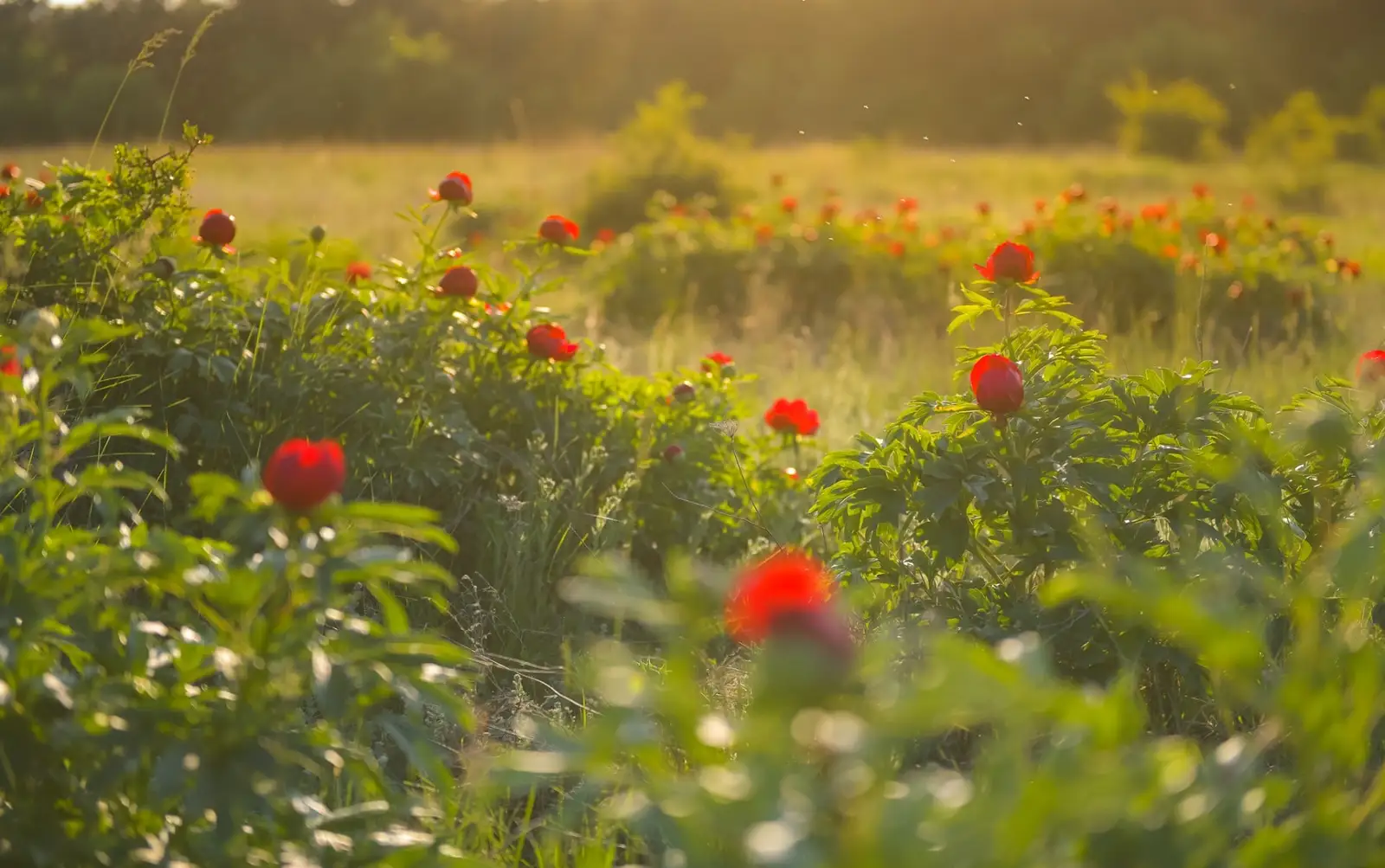  Dealul Bujorului - Romanian Journeys