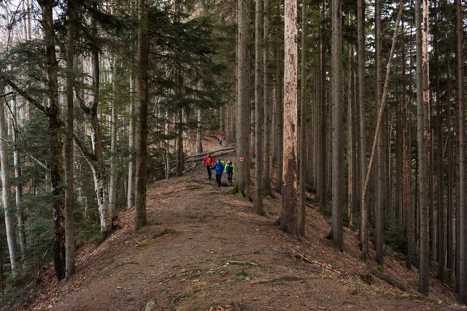 Munții Făgărașului