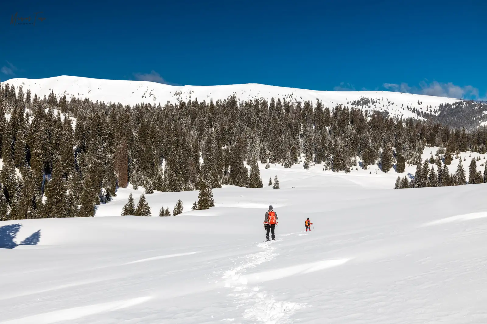  Culmea Carligate dinspre sud, munții Bihor-Vlădeasa - Marius Turc