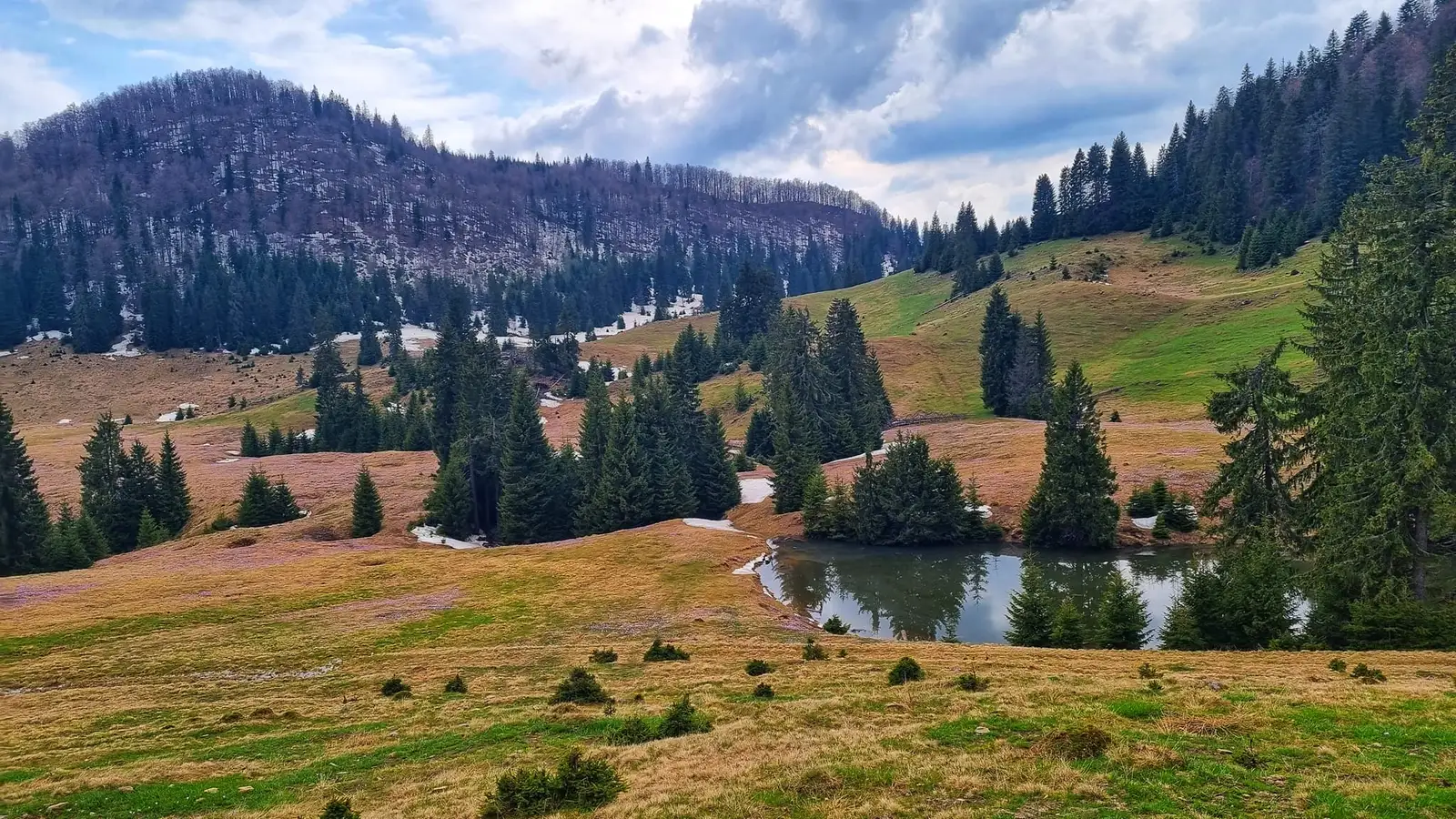  Covor de brândușe lângă Tăul Vărășoaia, munții Bihor-Vlădeasa - DM Arian