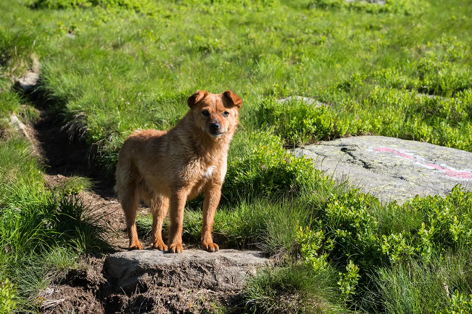 Munții Făgărașului