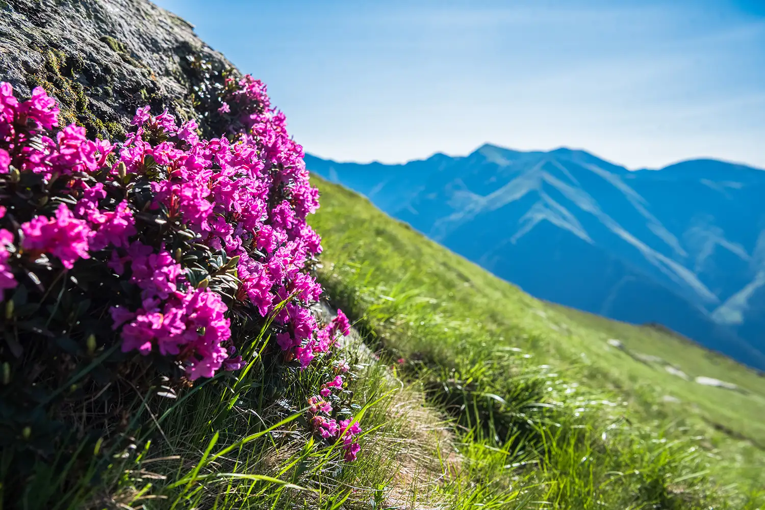 Munții Făgărașului